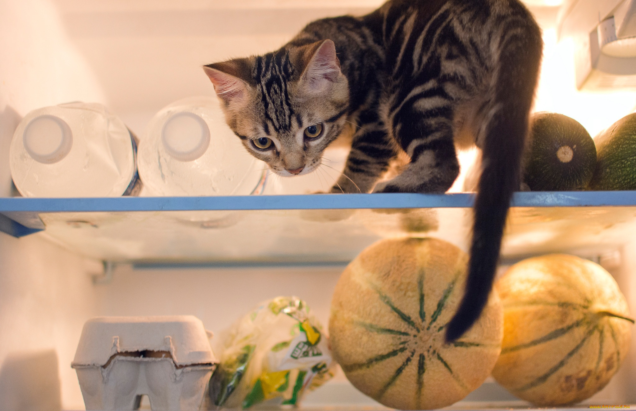 животные, коты, продукты, проказник, котёнок, холодильник, кошка