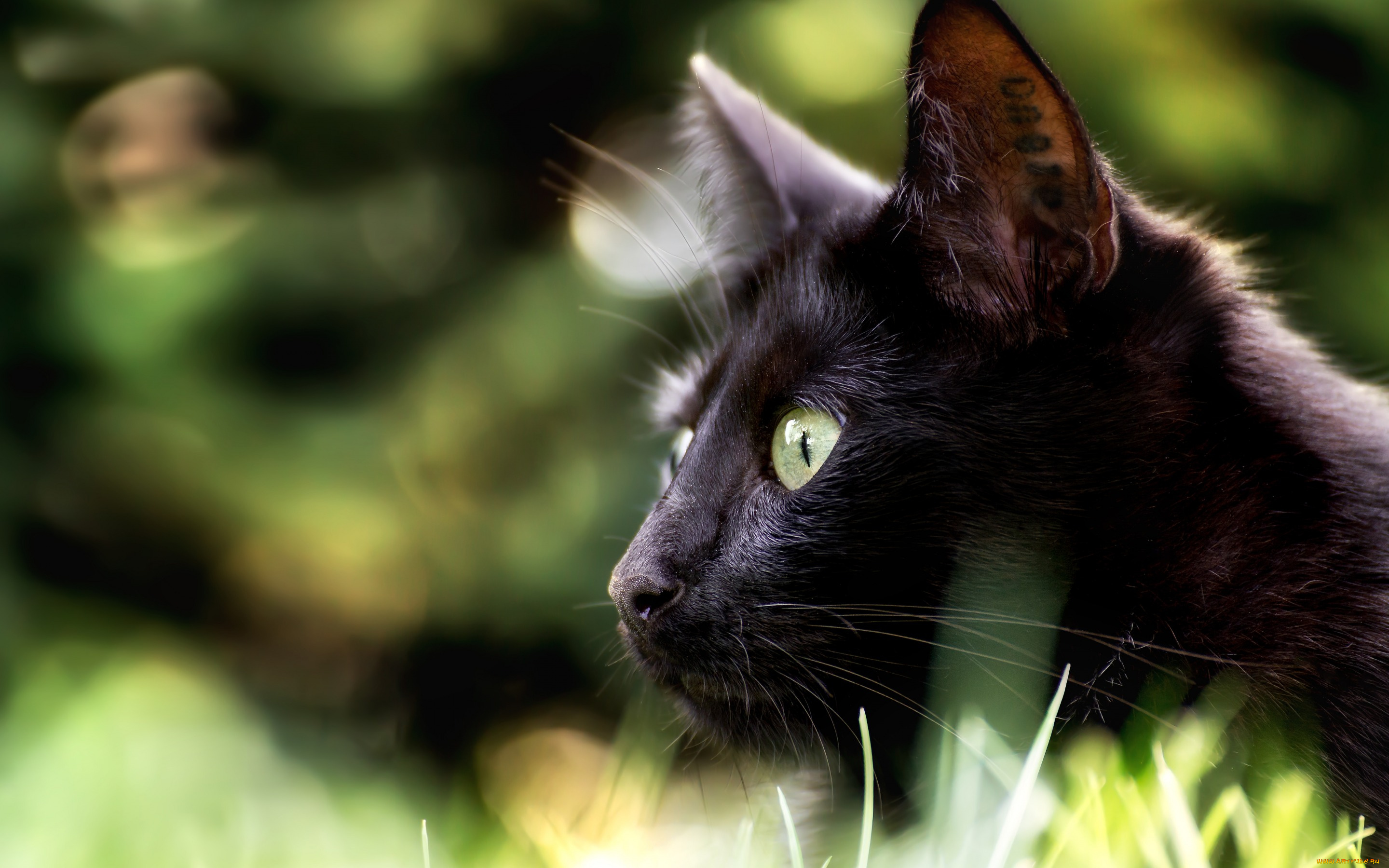 животные, коты, чёрная, кошка, боке, профиль, взгляд, мордочка