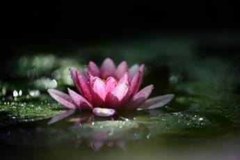 Картинка цветы лилии+водяные +нимфеи +кувшинки природа макро нимфея водяная лилия капли дождя боке