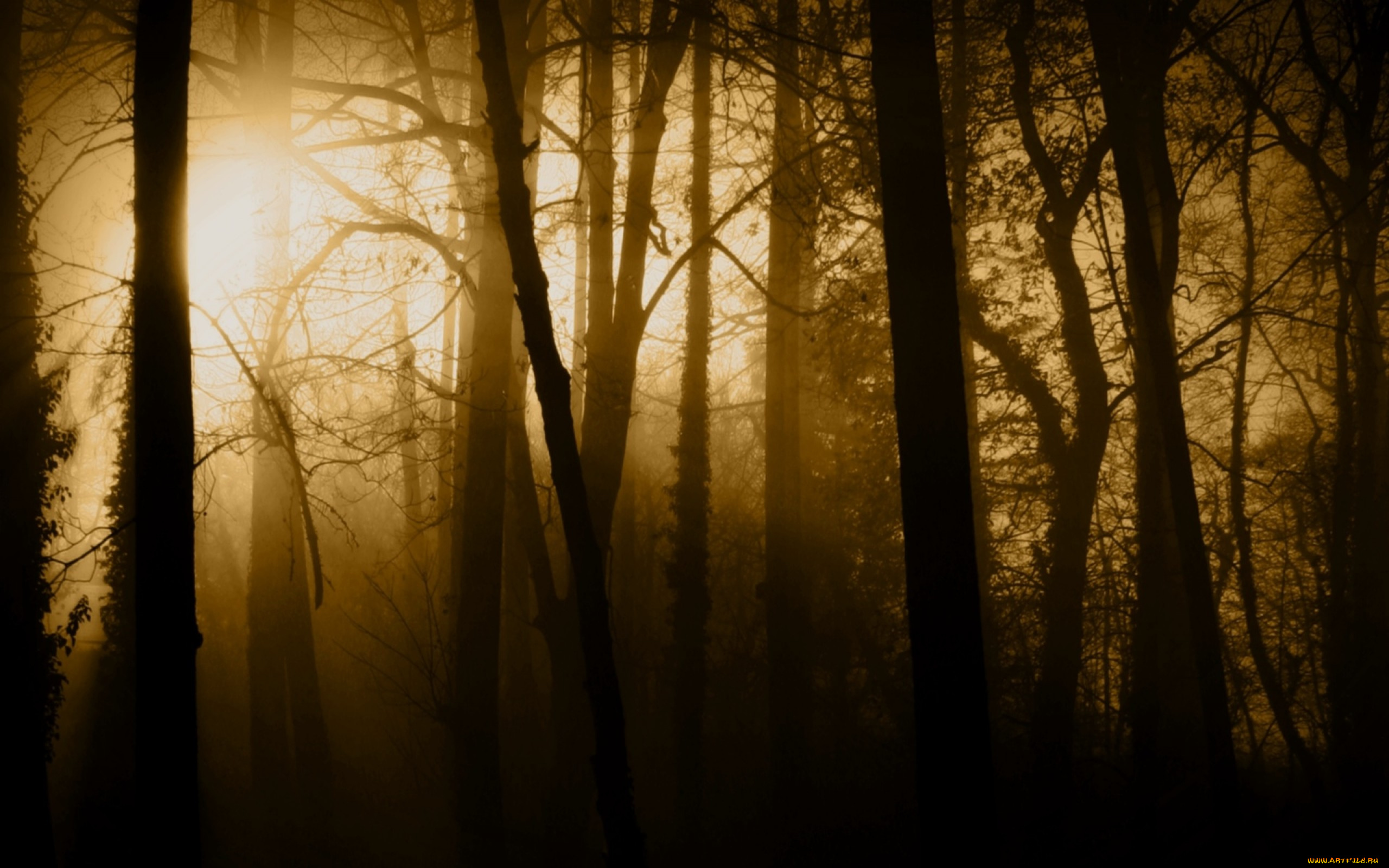 природа, лес, туман, солнце