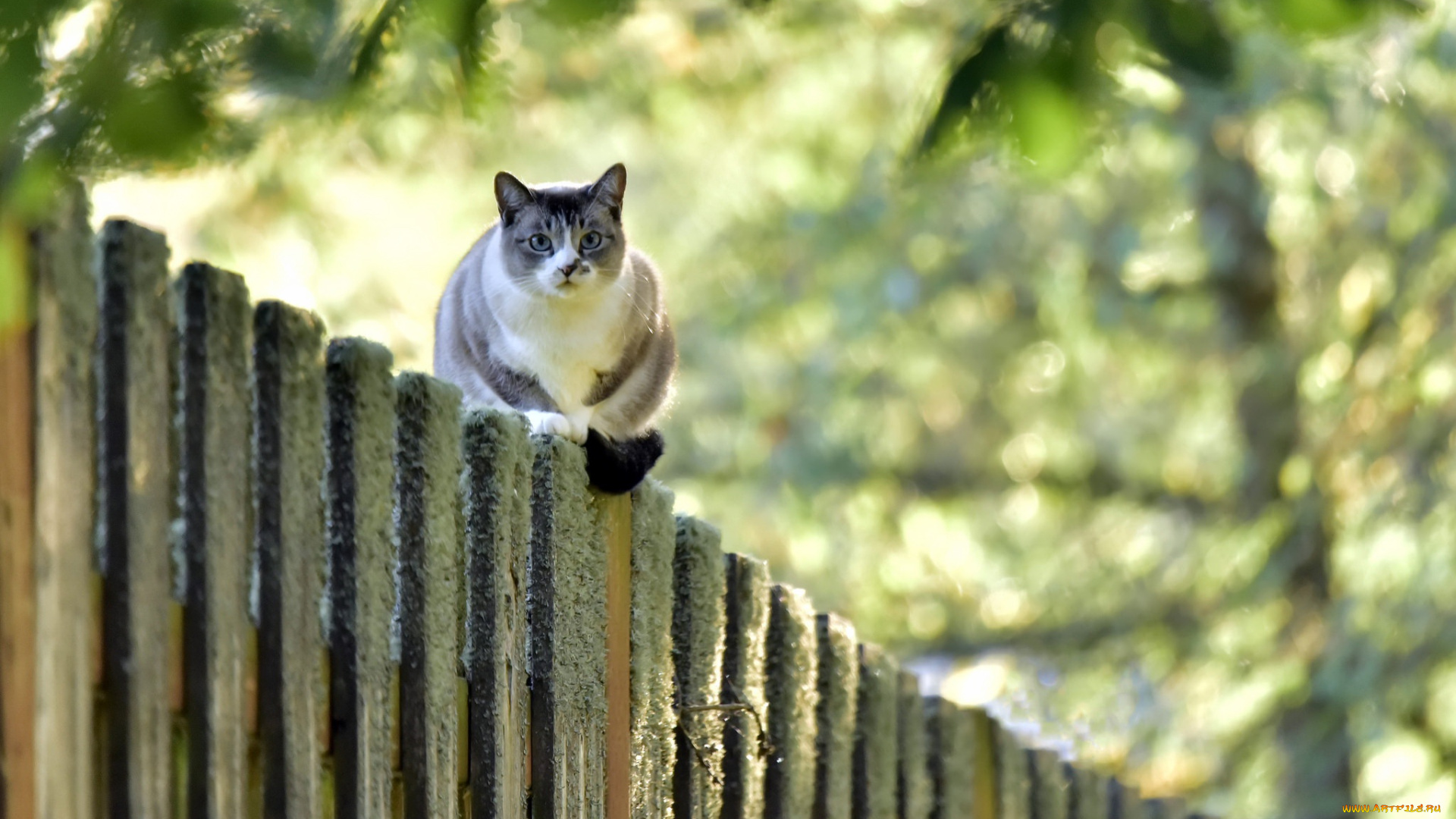 животные, коты, забор, взгляд, кошка