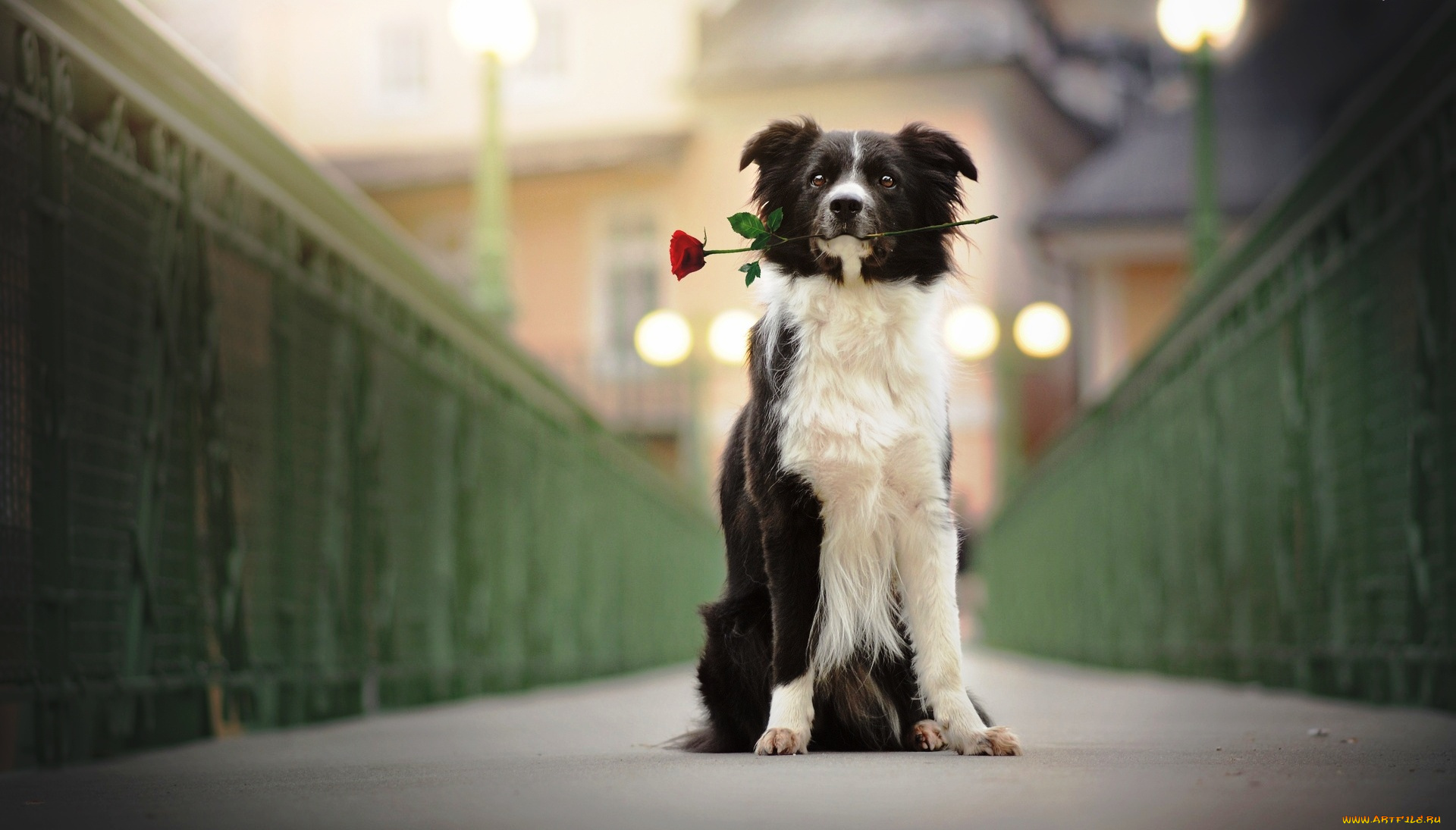 животные, собаки, собака, пес, цветок, роза, мост