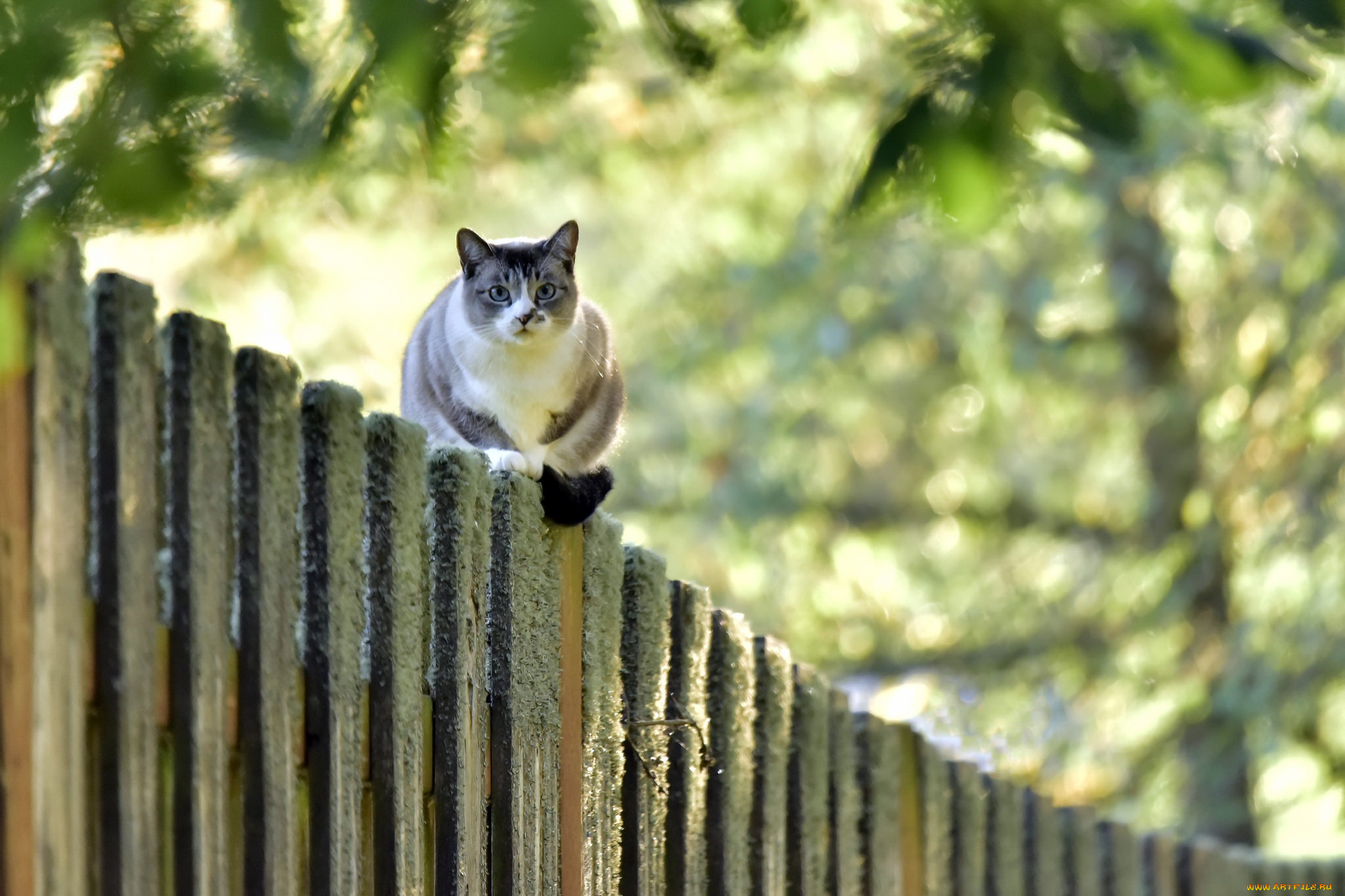 животные, коты, забор, взгляд, кошка
