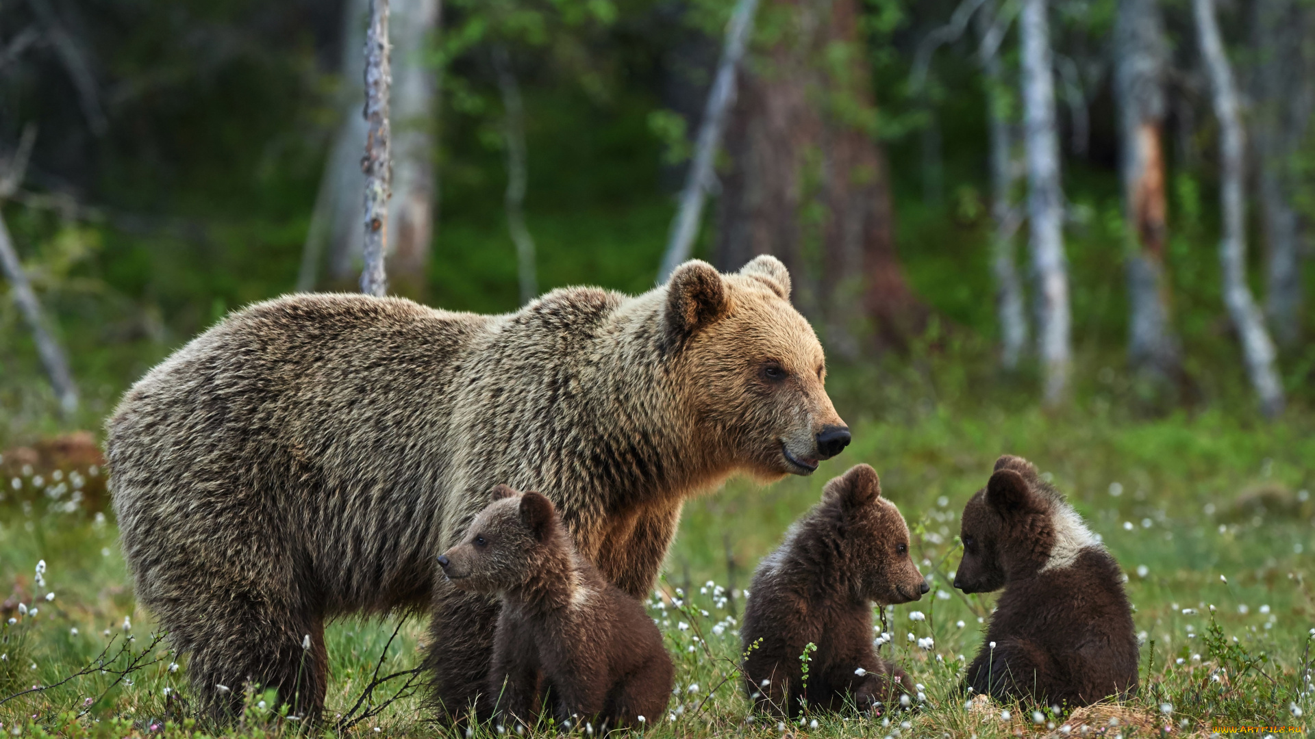 животные, медведи, медведица, медвежата, медведь, бурый, гризли, кодьяк, животное, хищник, млекопитающее, хордовые