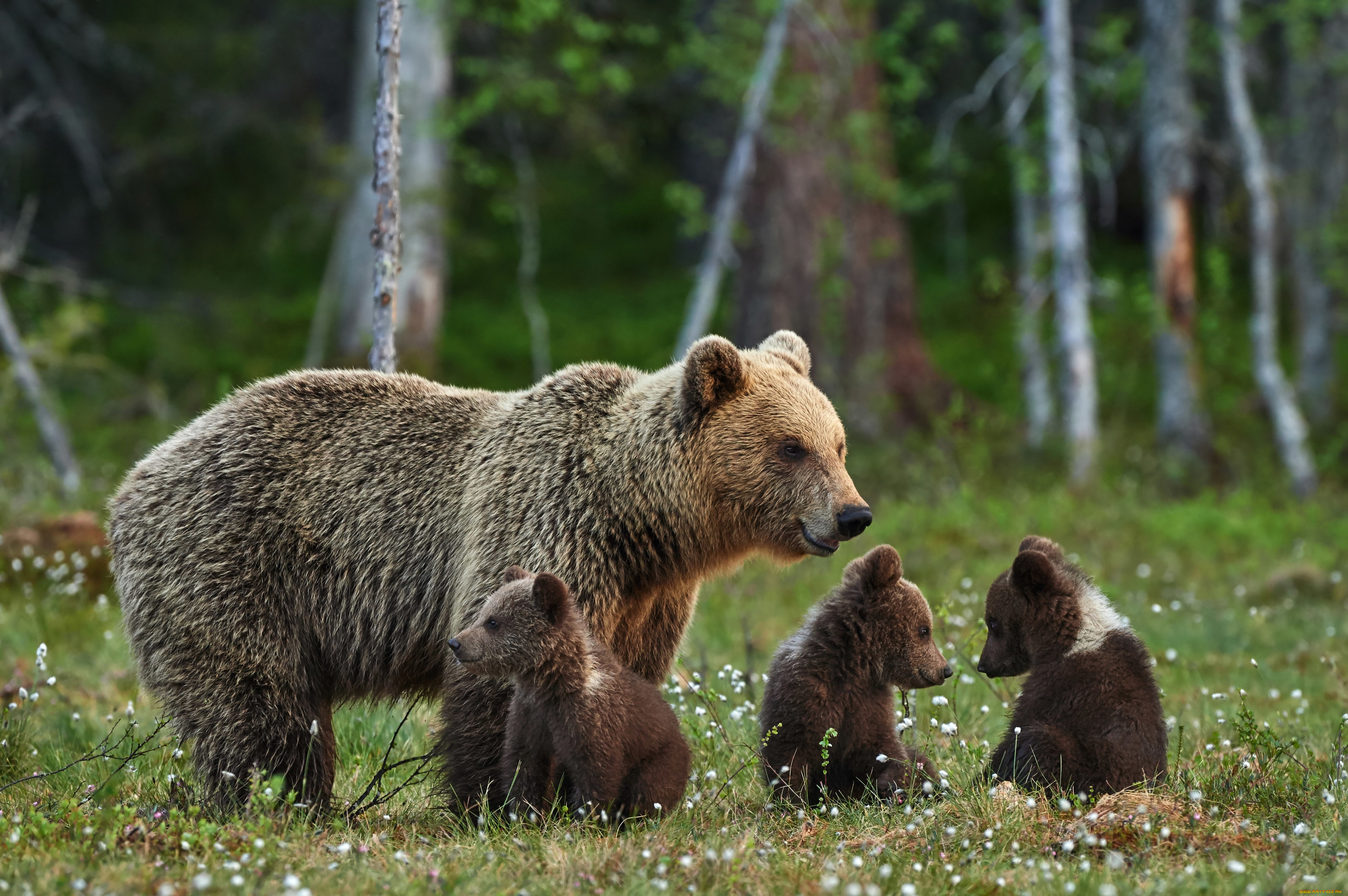 животные, медведи, медведица, медвежата, медведь, бурый, гризли, кодьяк, животное, хищник, млекопитающее, хордовые