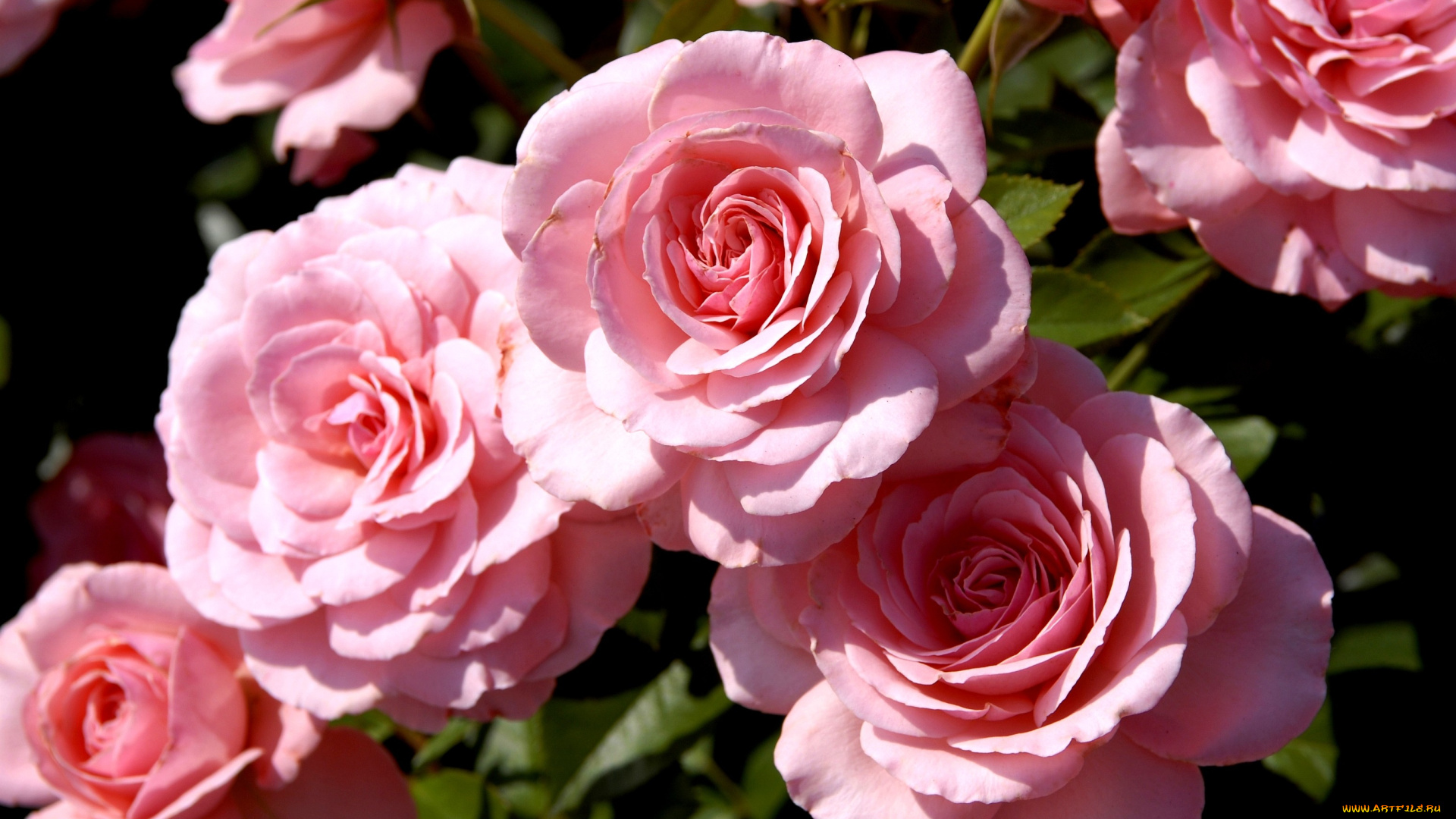 цветы, розы, много, бледно-розовый