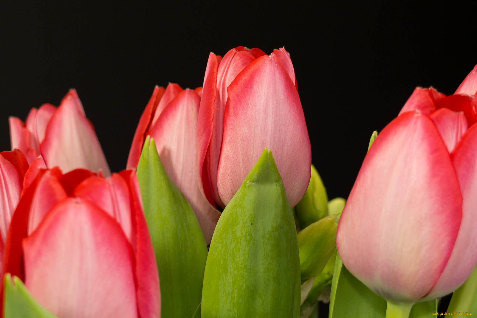 цветы, тюльпаны, бутоны, розовый