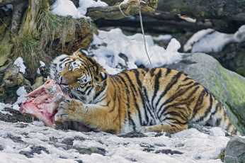 Картинка животные тигры мясо