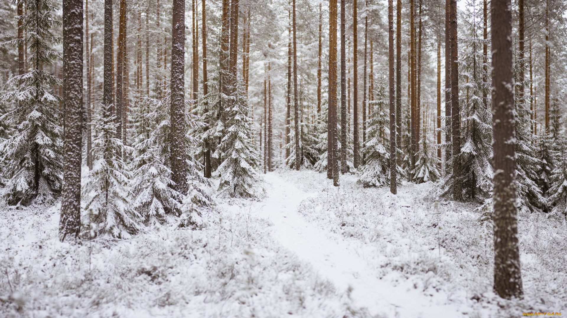 природа, зима, деревья, лес, тропинка, снег