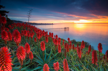 Картинка природа восходы закаты океан цветы рассвет