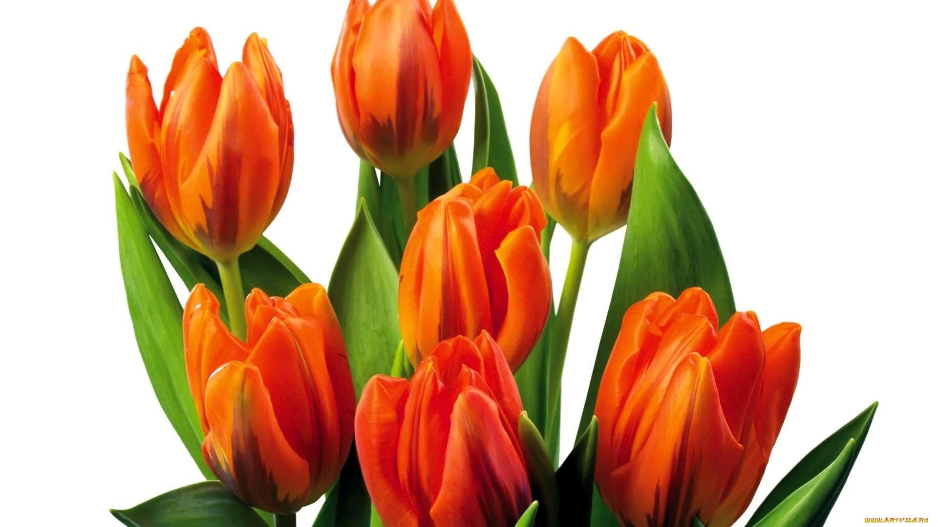цветы, тюльпаны, оранжевые