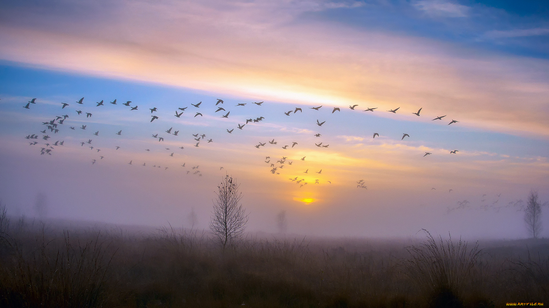 Птицы улетают осенью песня. Журавлиный Клин весной. Птицы в небе. Стая птиц. Стая птиц в небе.