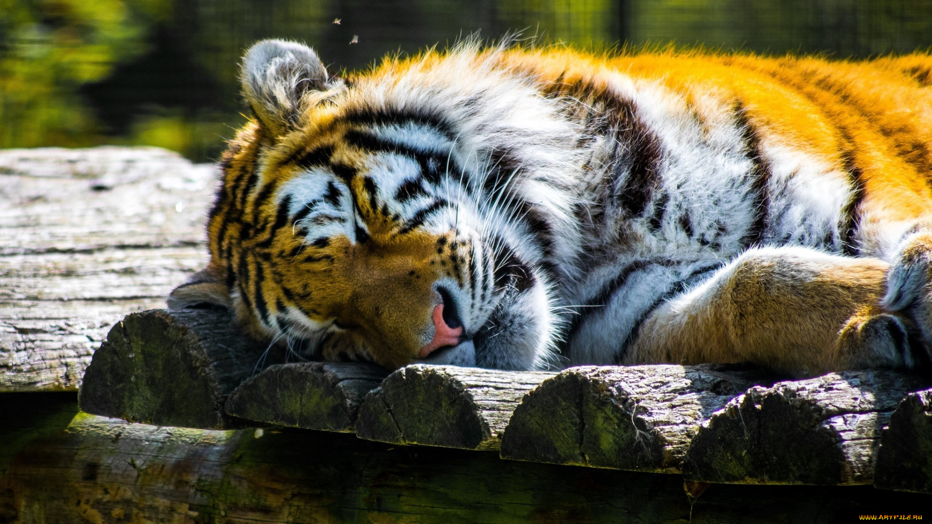 животные, тигры, зоопарк, отдых, сон, морда, кошка