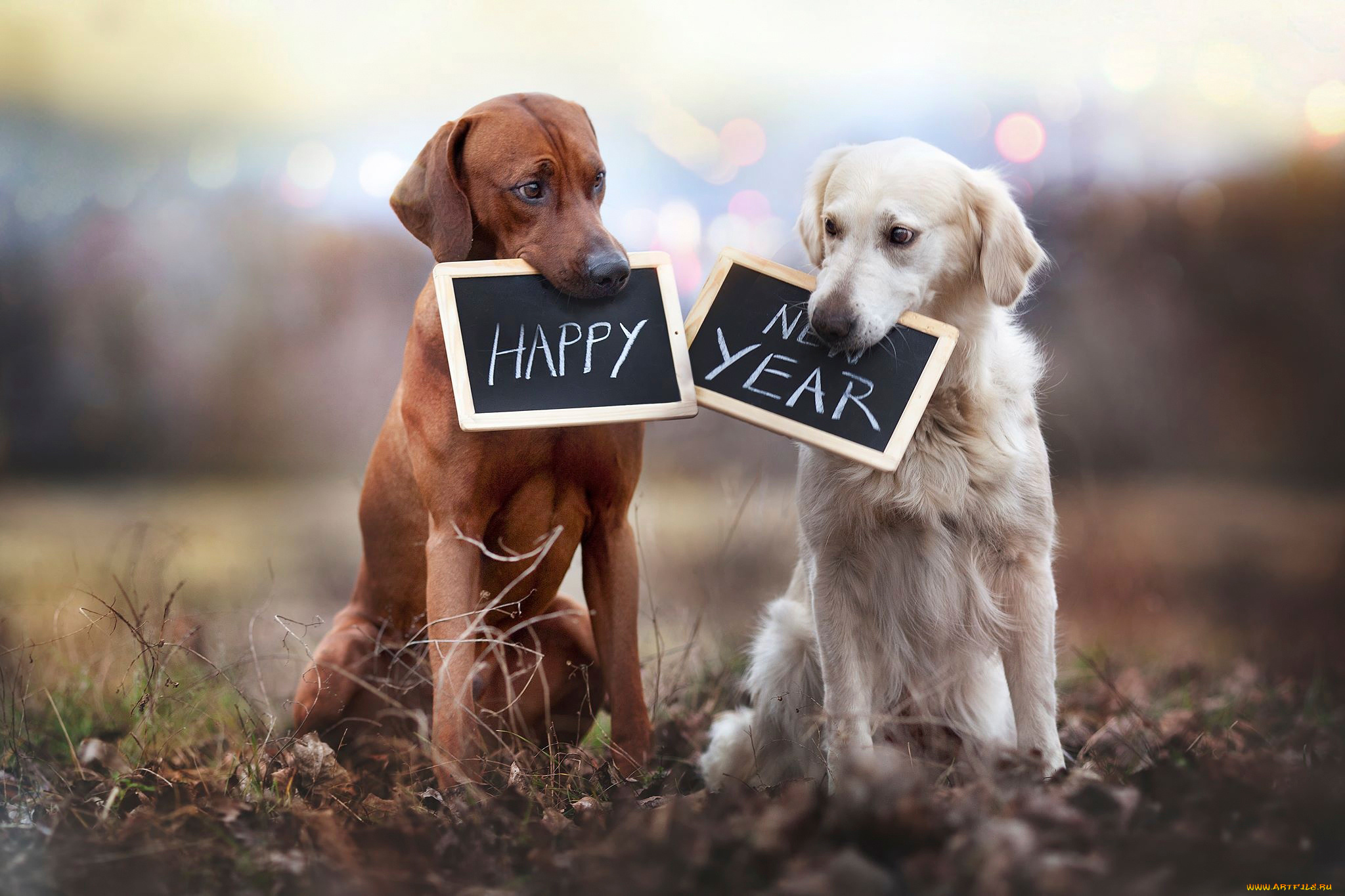 животные, собаки, таблички, happy, new, year