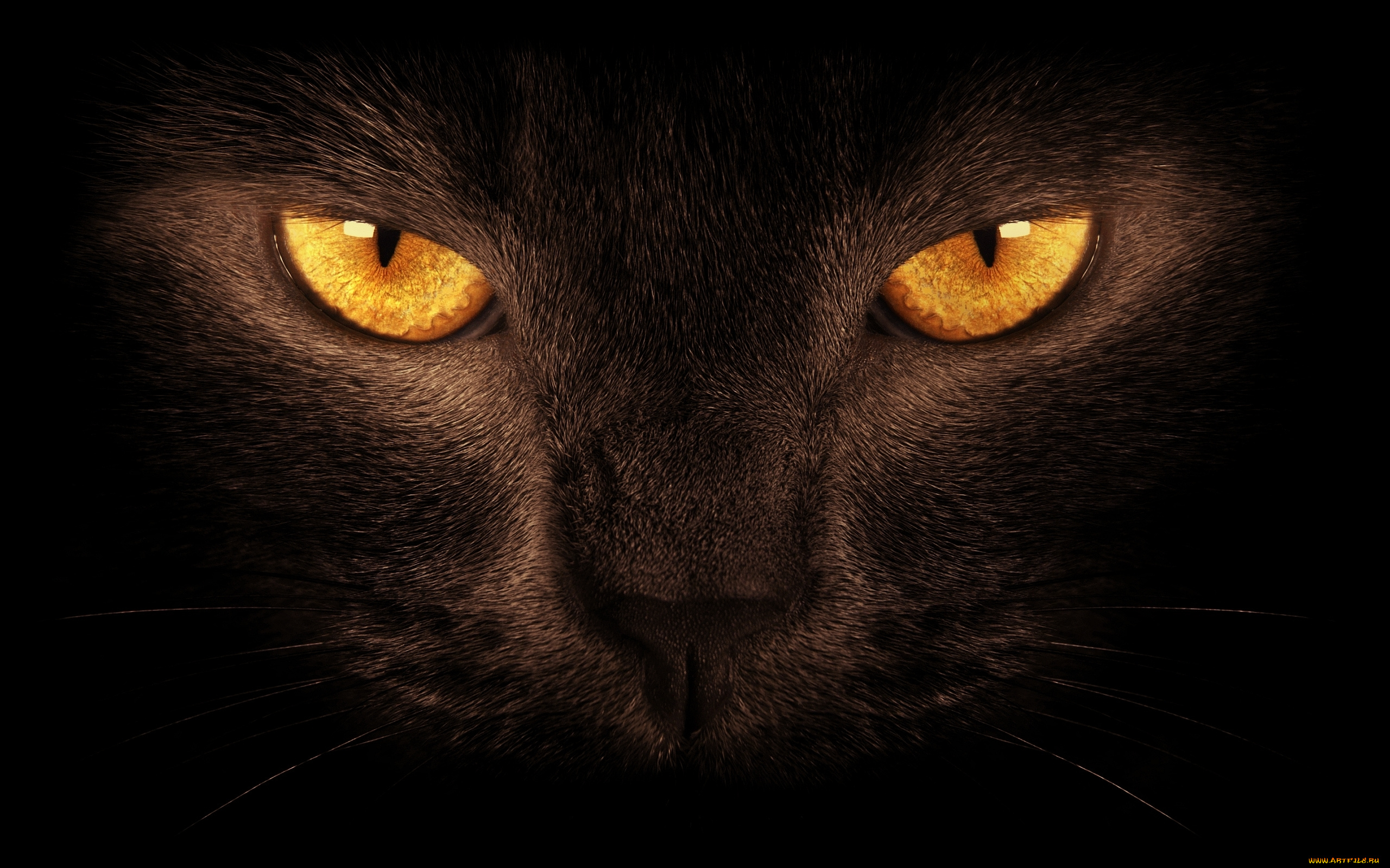 животные, коты, тёмный, фон, глаза, черный, кот