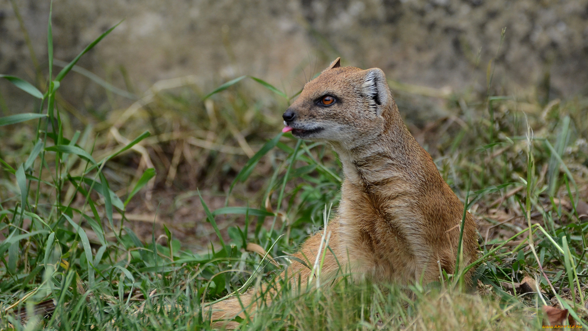 yellow, mongoose, животные, мангусты, мангуст