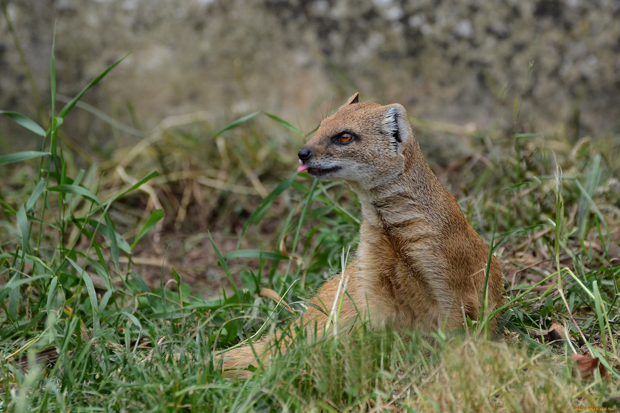 yellow, mongoose, животные, мангусты, мангуст