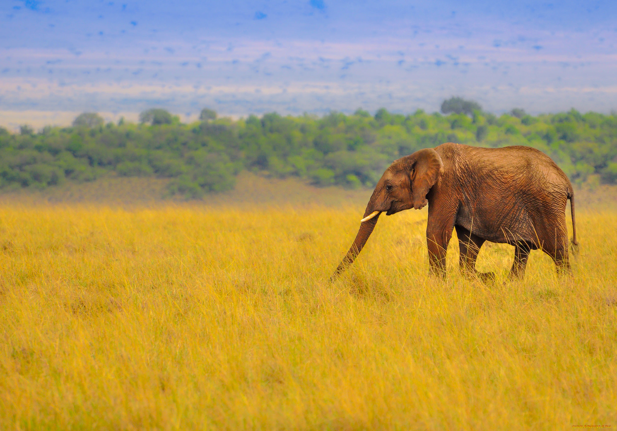 животные, слоны, слон, саванна, африка, трава, природа