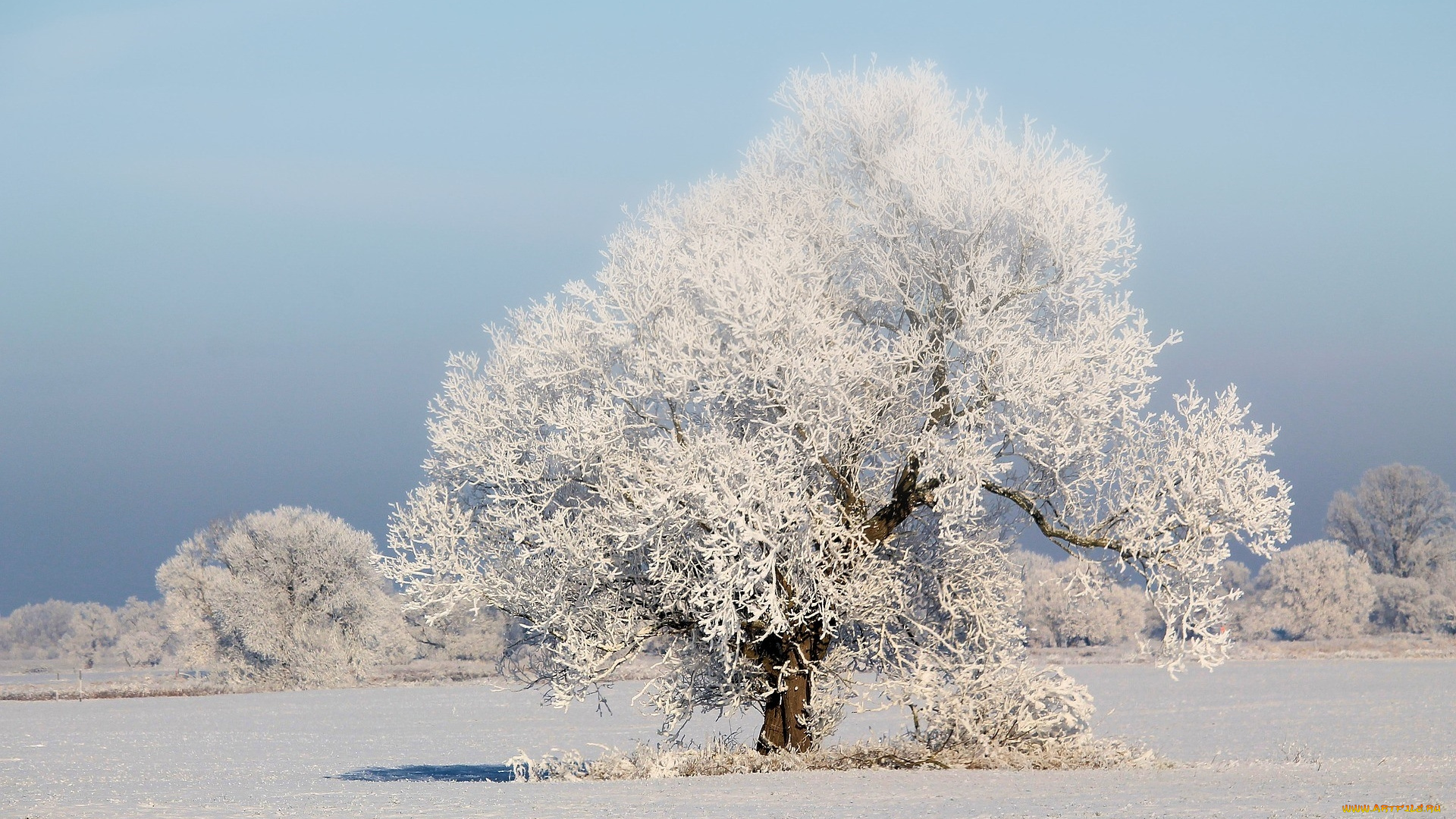 природа, зима, иней, снег, дерево