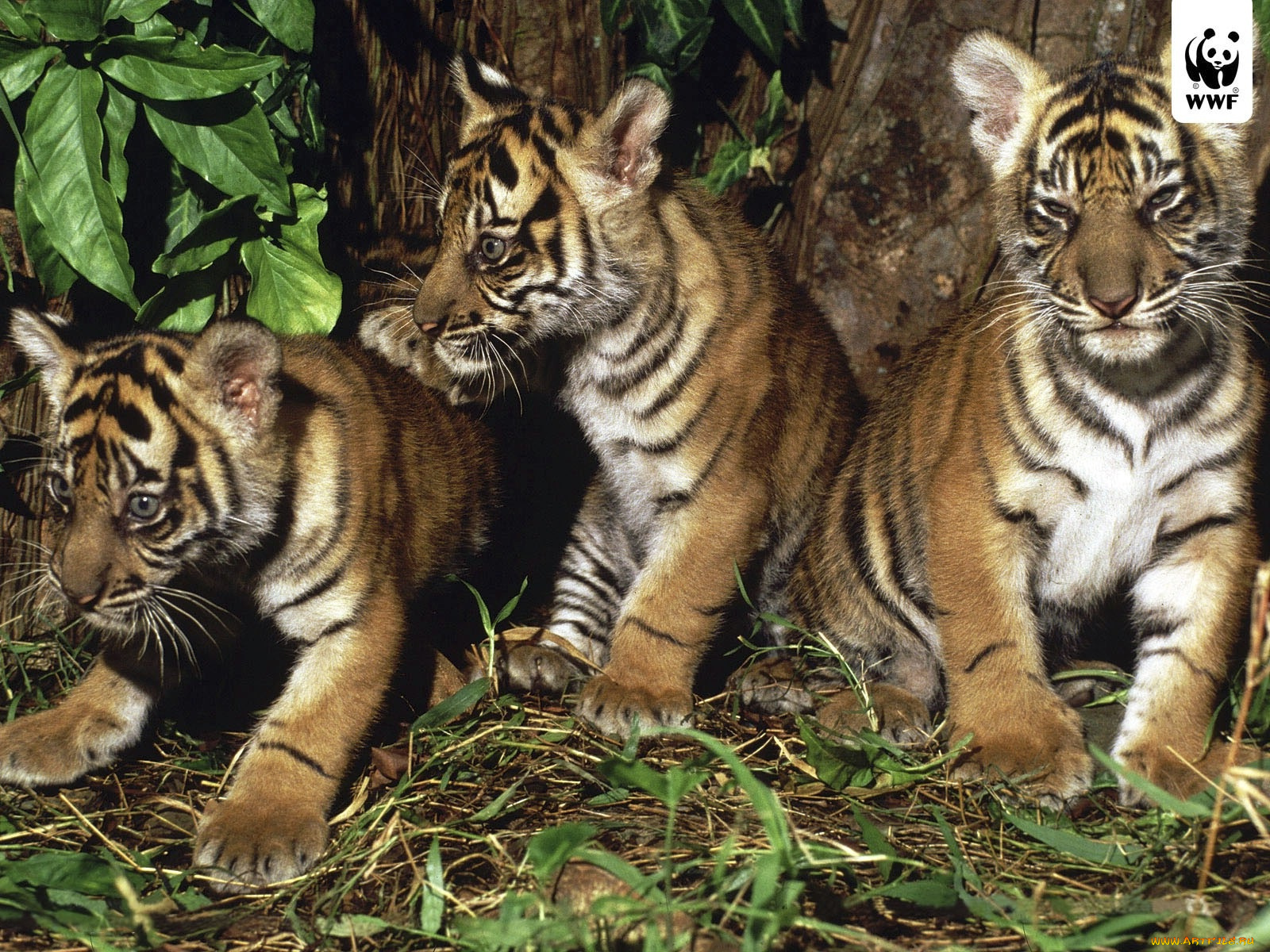 животные, тигры, тигр, котёнок