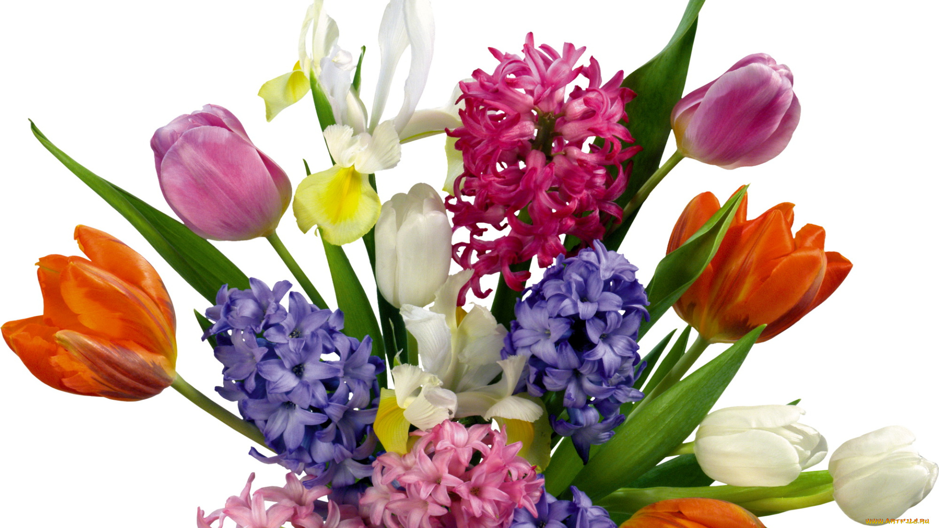 цветы, букеты, композиции, тюльпаны, гиацинты