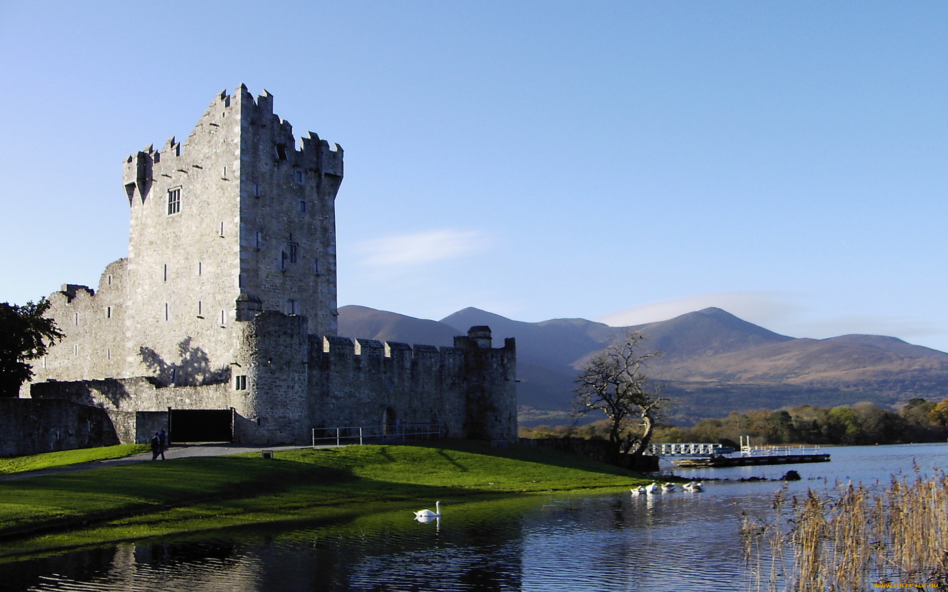 ross, castle, ирландия, города, дворцы, замки, крепости, замок, река, лебеди