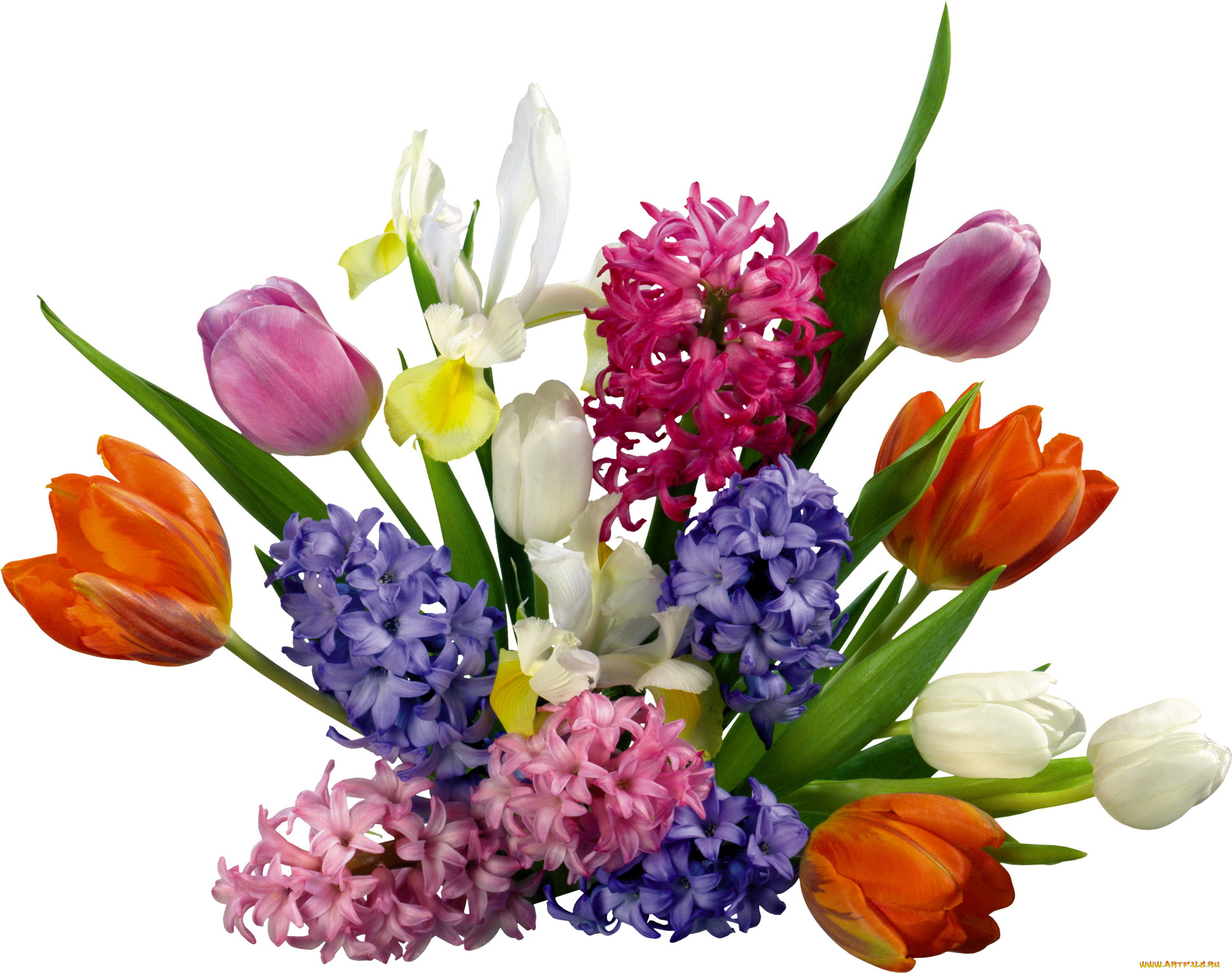 цветы, букеты, композиции, тюльпаны, гиацинты