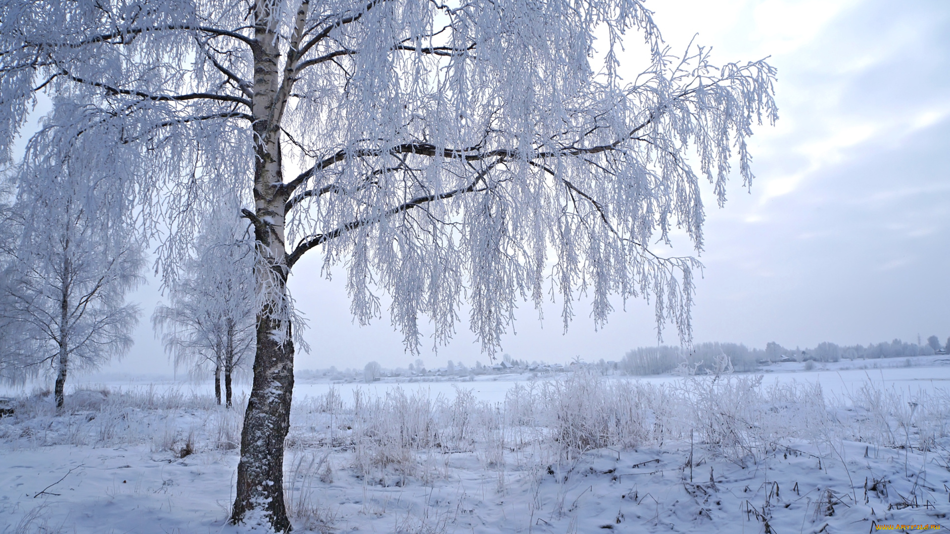 природа, зима, береза, снег