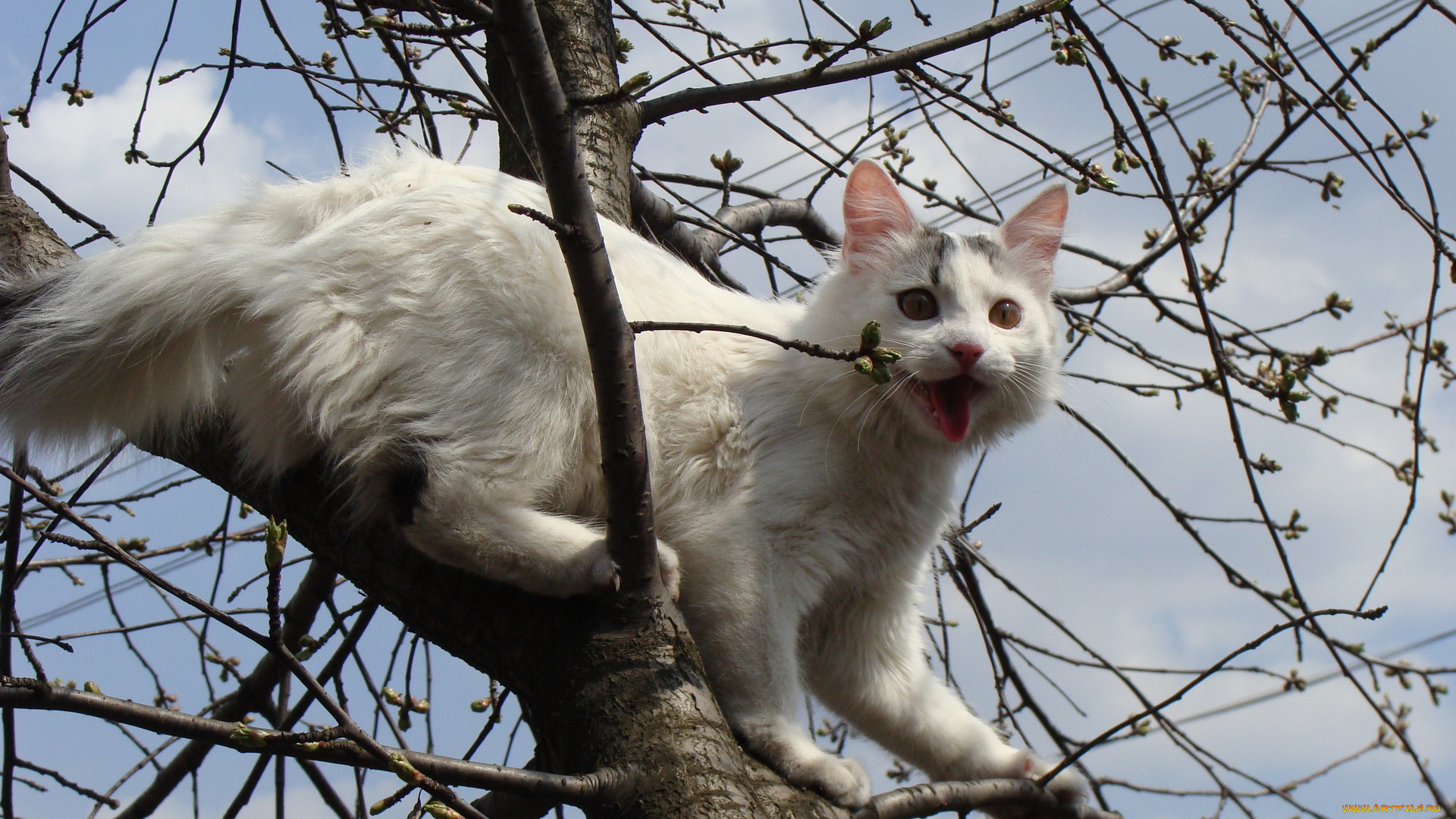 животные, коты, ветка