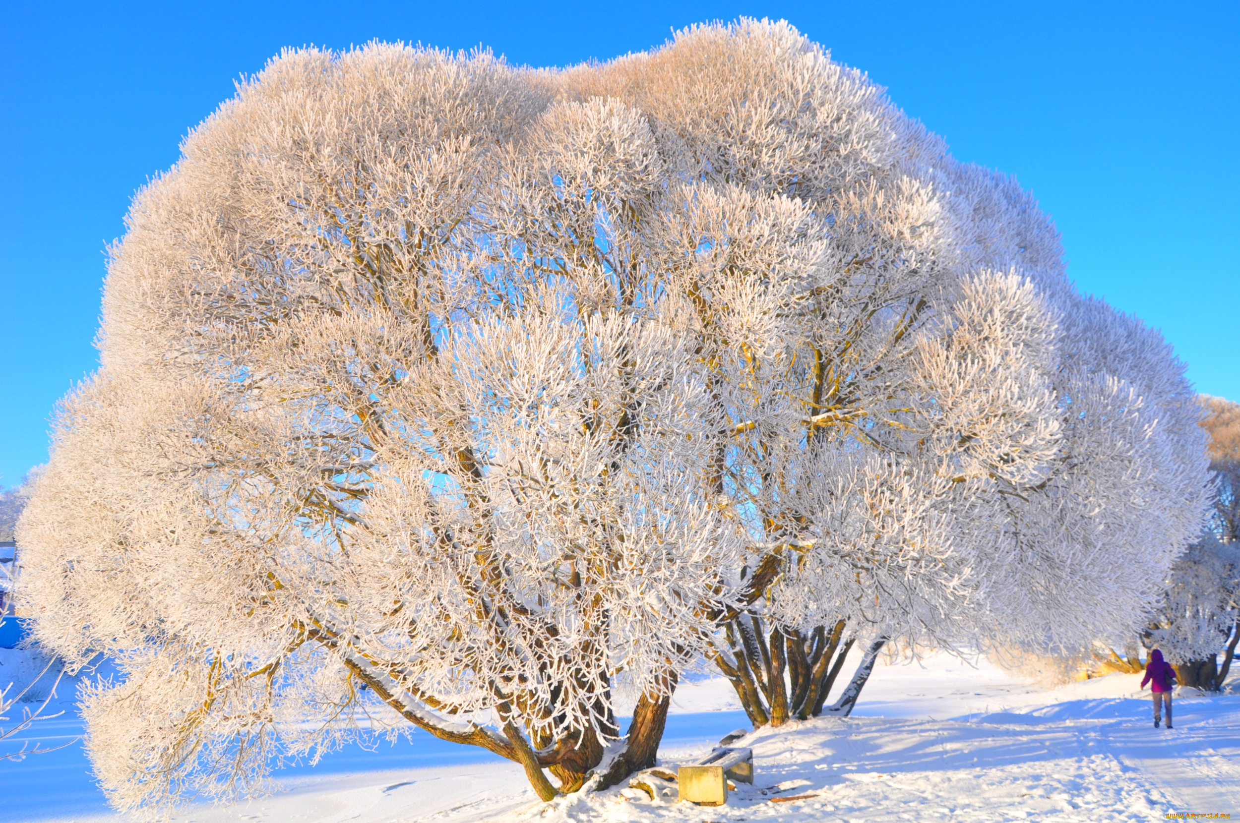 природа, зима, сказка, дерево
