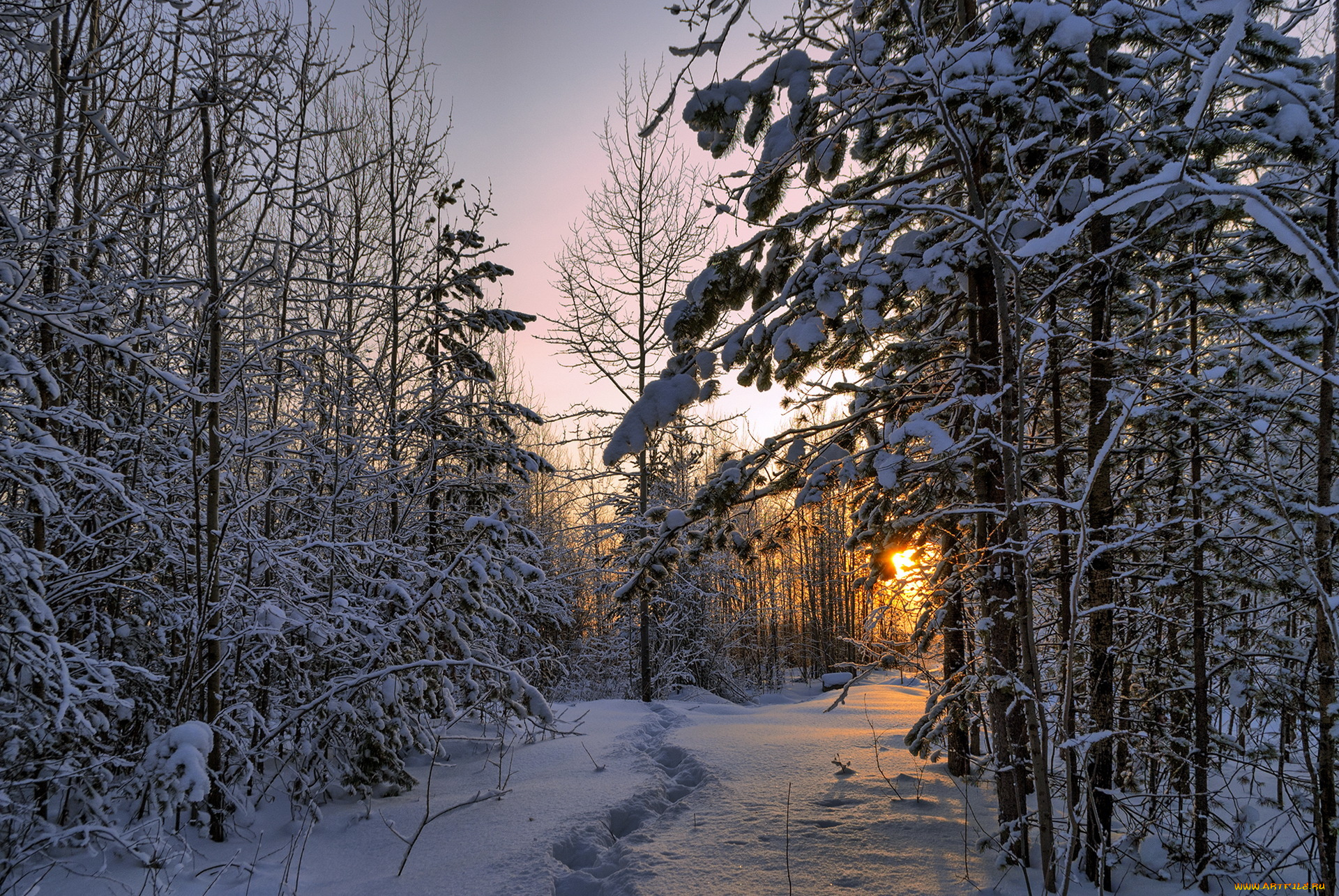 природа, лес, снег, утро, пейзаж
