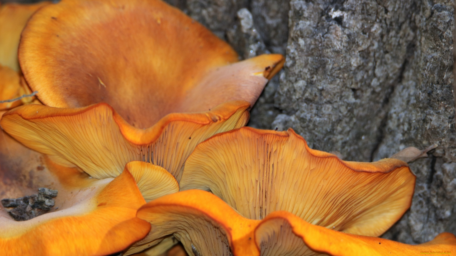 природа, грибы, оранжевые, шляпки