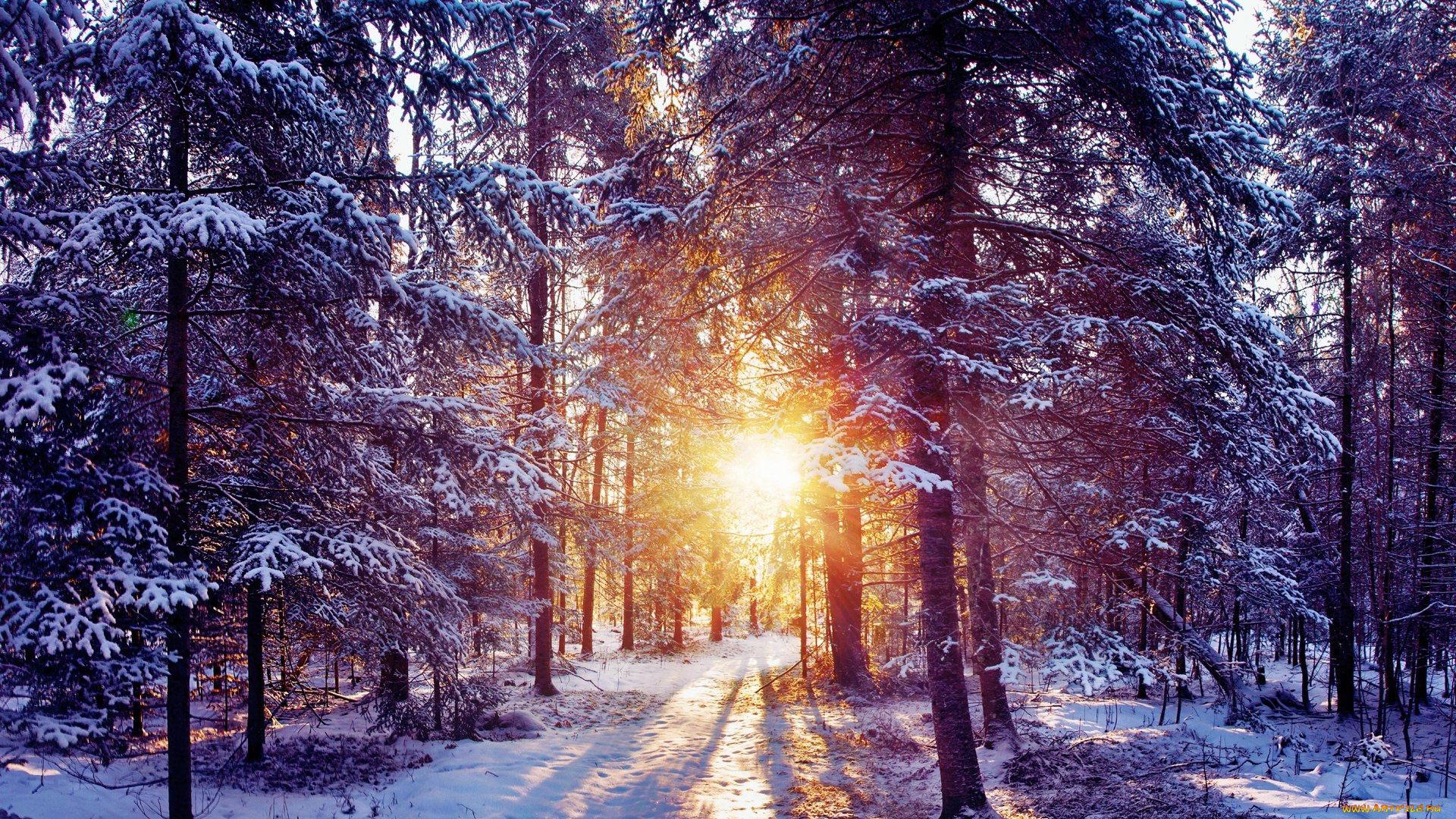 природа, зима, деревья, лучи, солнце, снег