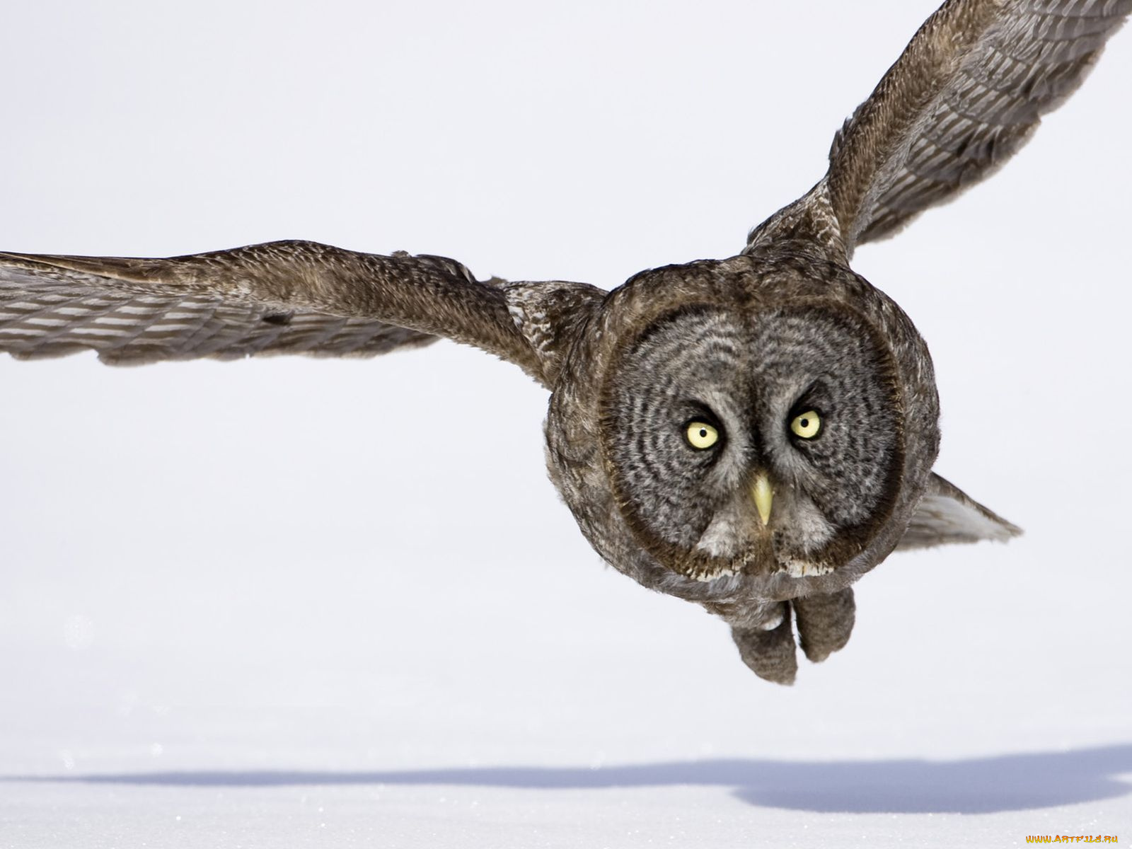 животные, совы, бородатая, неясыть, great, grey, owl, lapland