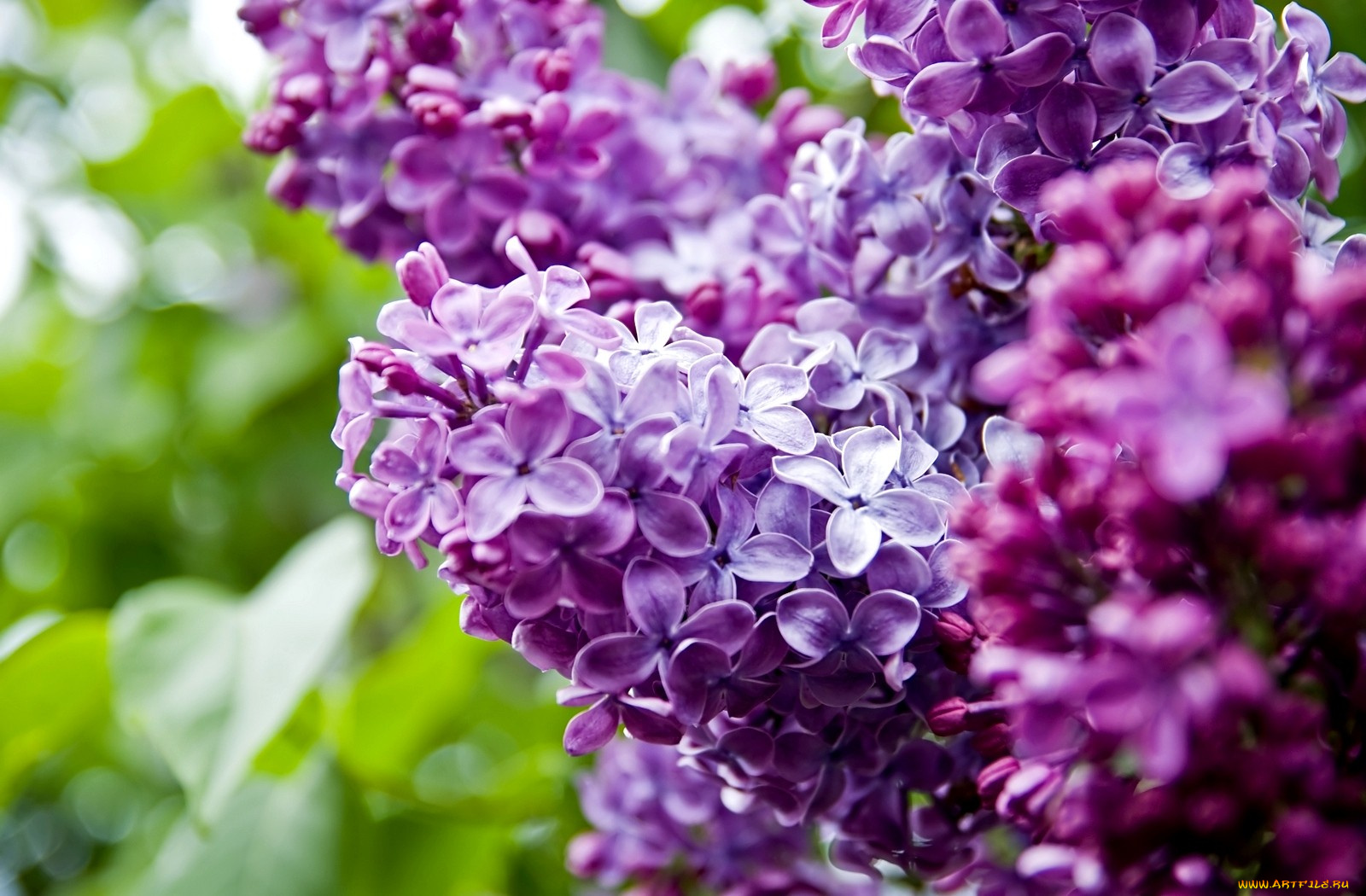 цветы, сирень, сиреневый, фиолетовый, гроздья