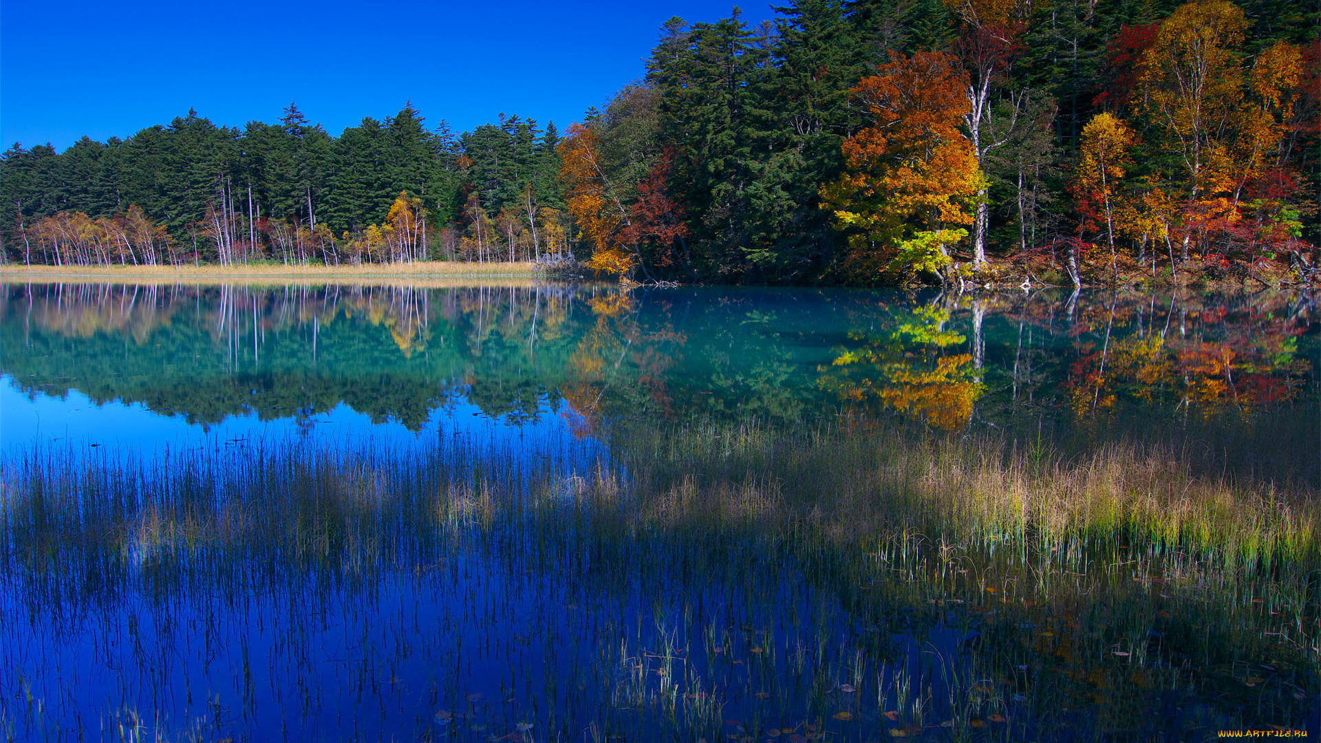 природа, реки, озера, лес, озеро, осень, япония