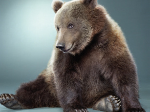 Картинка животные медведи медведь бурый