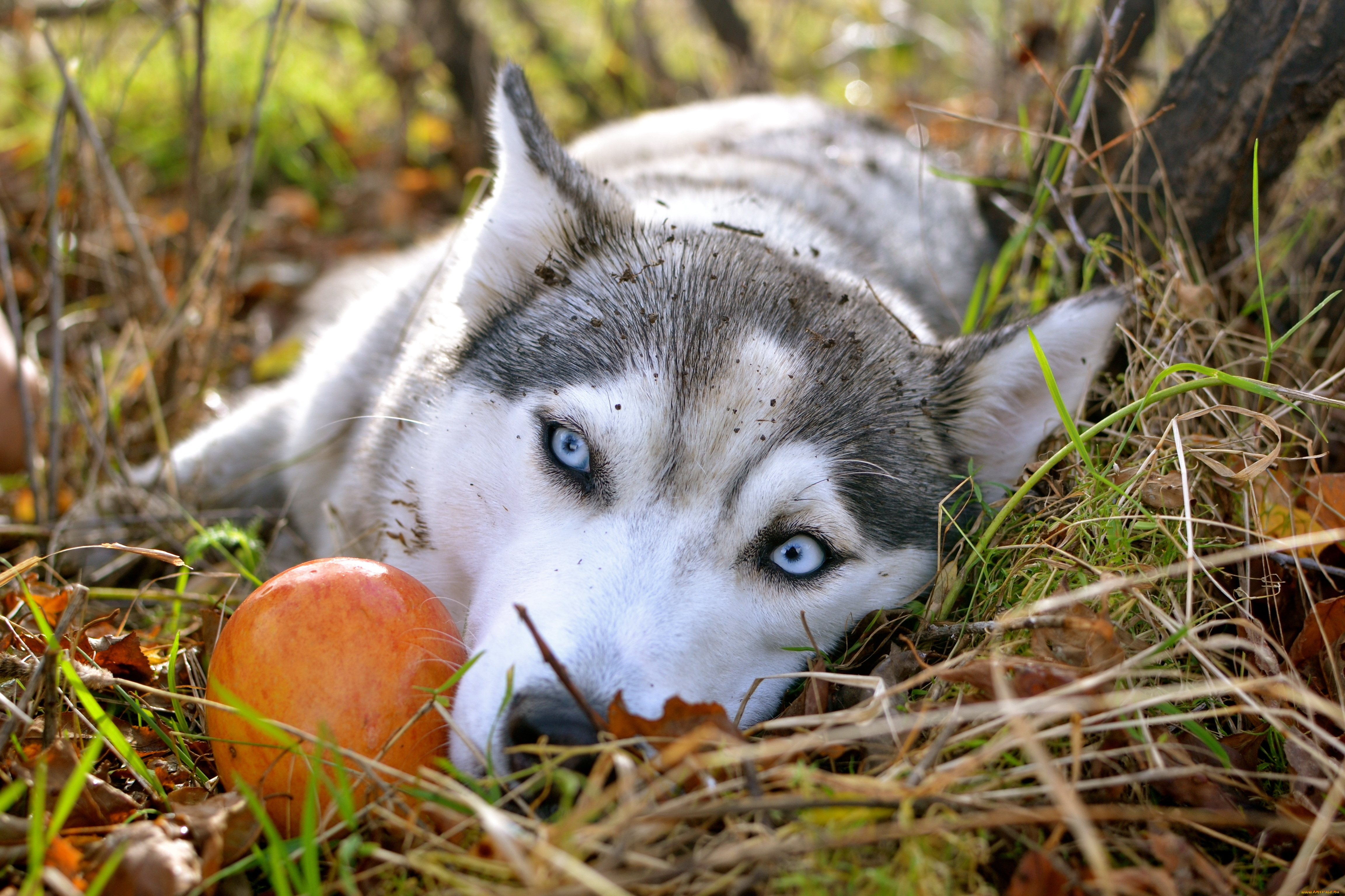 животные, собаки, яблоко, осень, сибирский, хаски