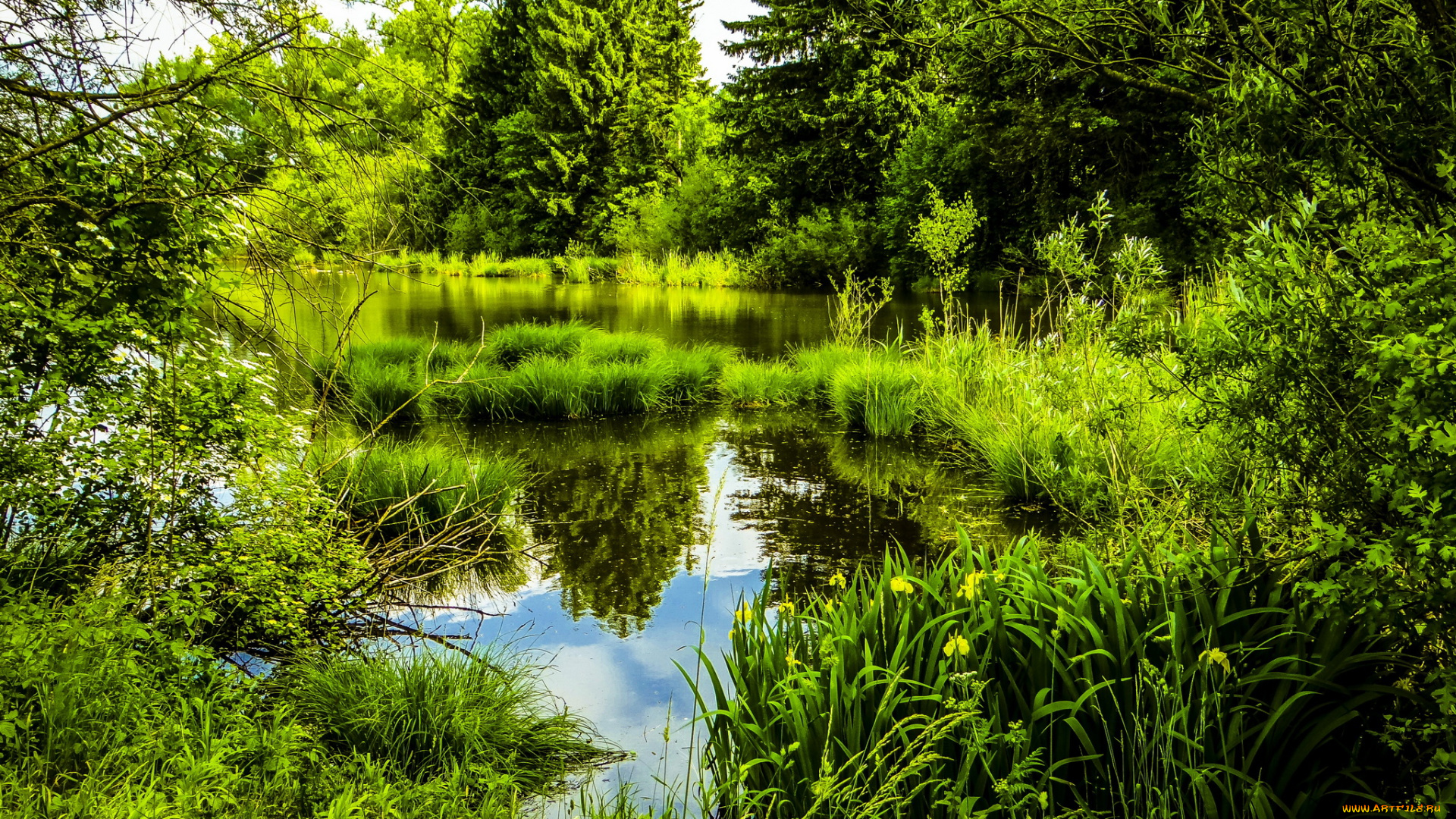 зелень природа озеро скачать