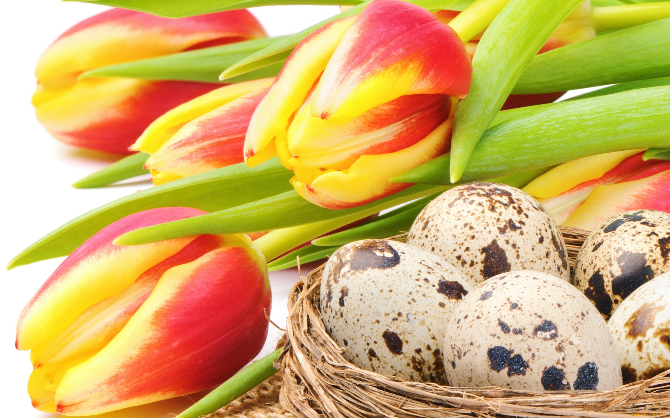 праздничные, пасха, красно-жёлтые, цветы, гнездо, тюльпаны, яйца, праздник