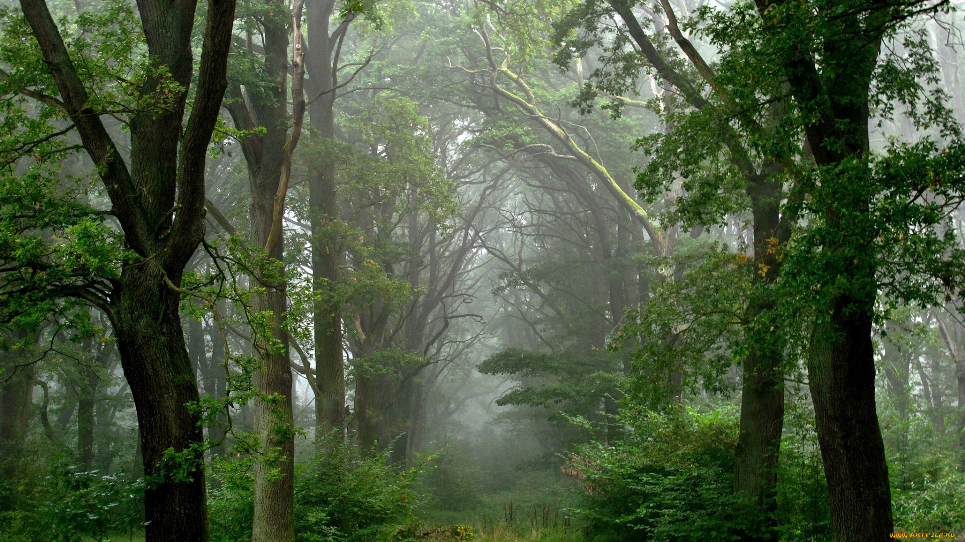 природа, лес, туман, лето