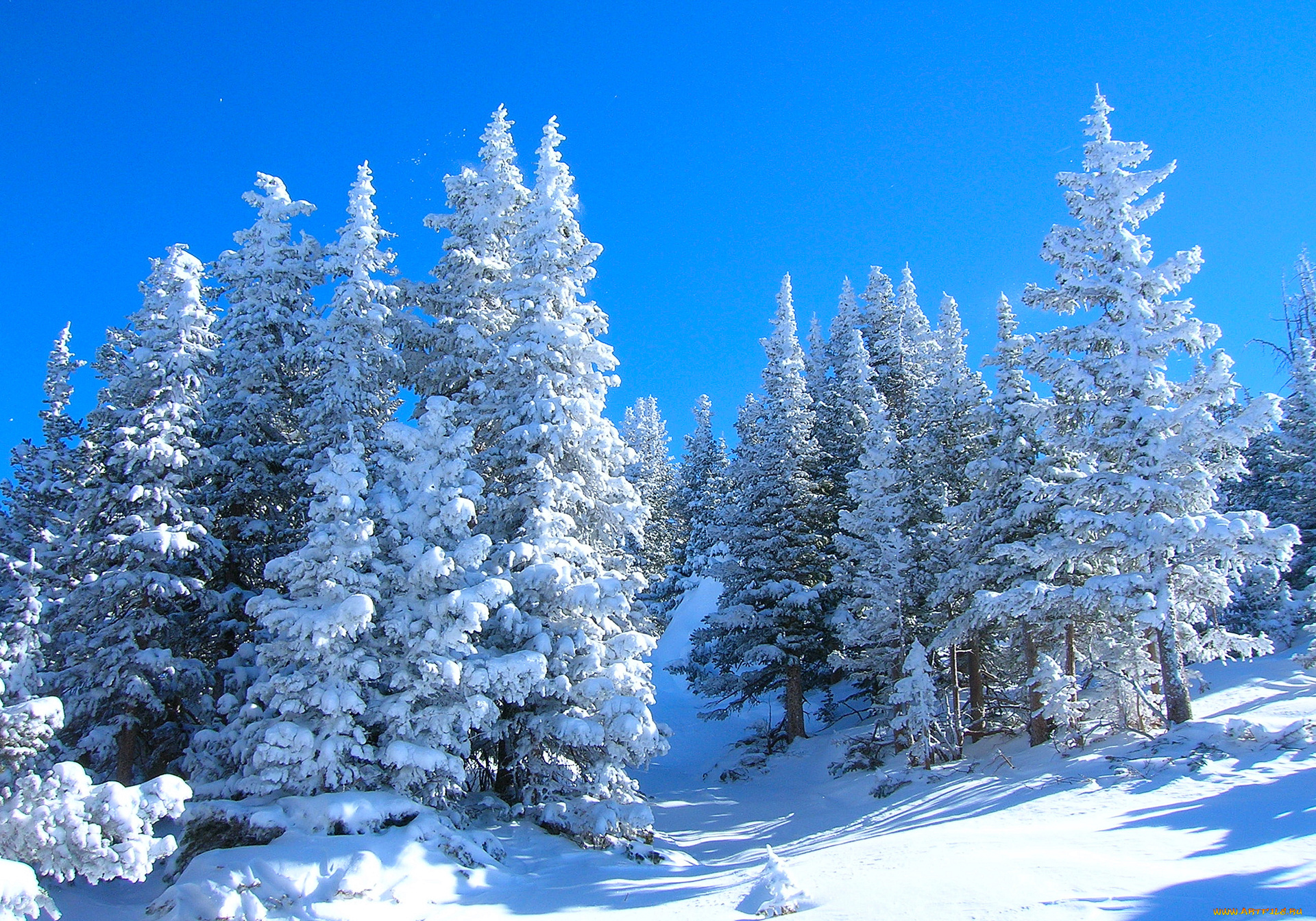 природа, зима, лес, небо, склон, снег, деревья