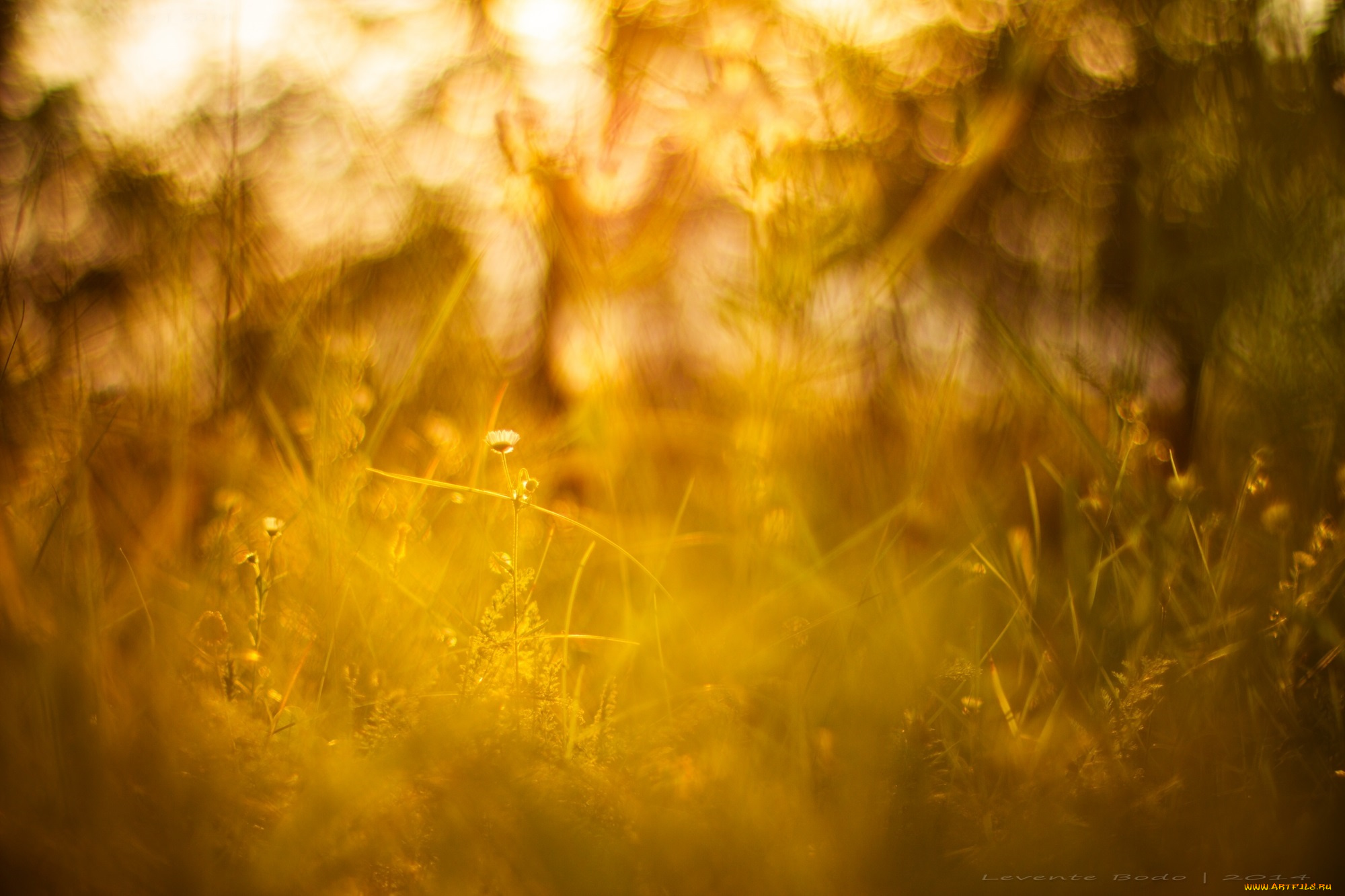 природа трава карликовое дерево свет солнца бесплатно