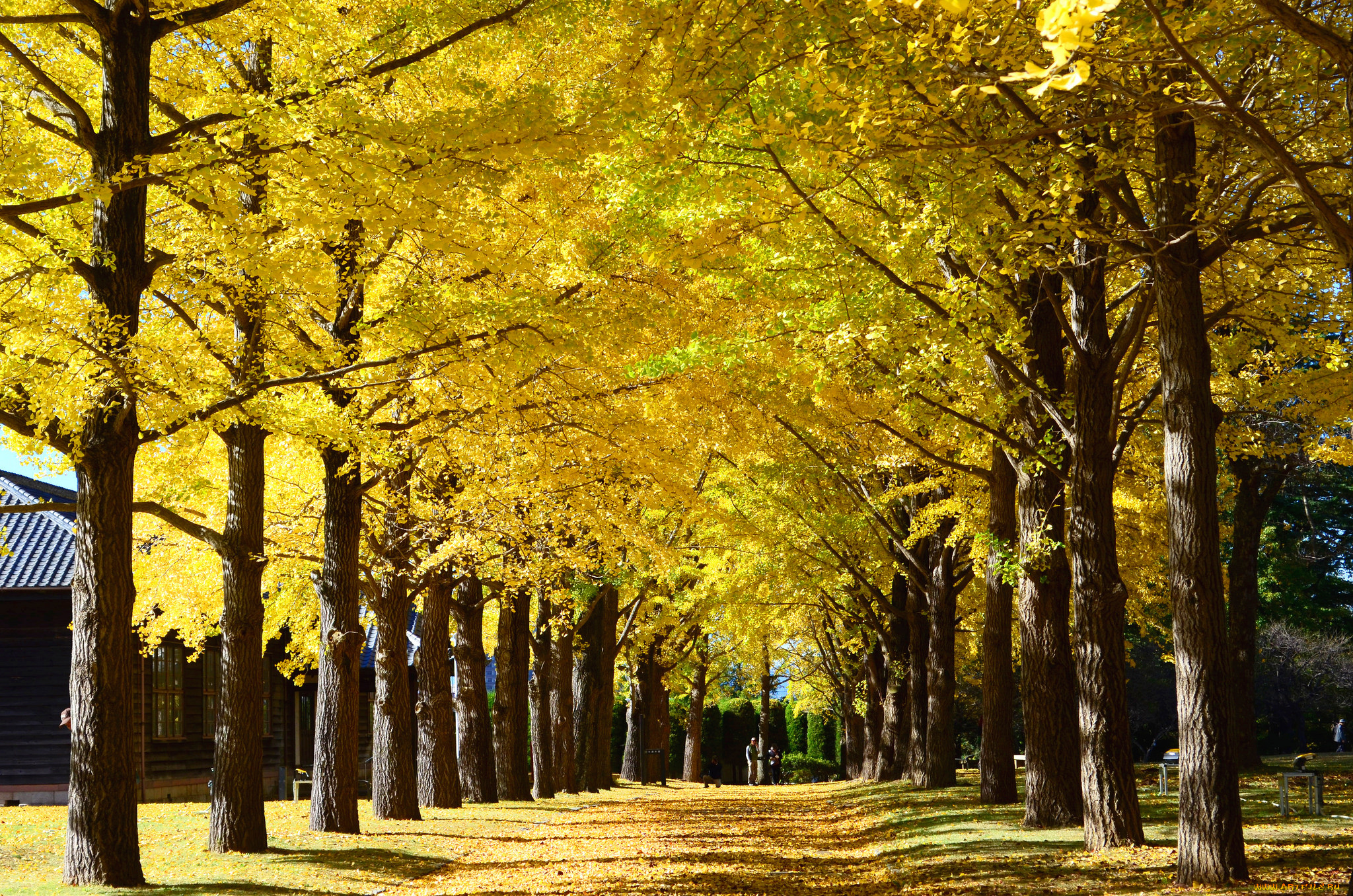 природа, парк, жёлтые, деревья, осень