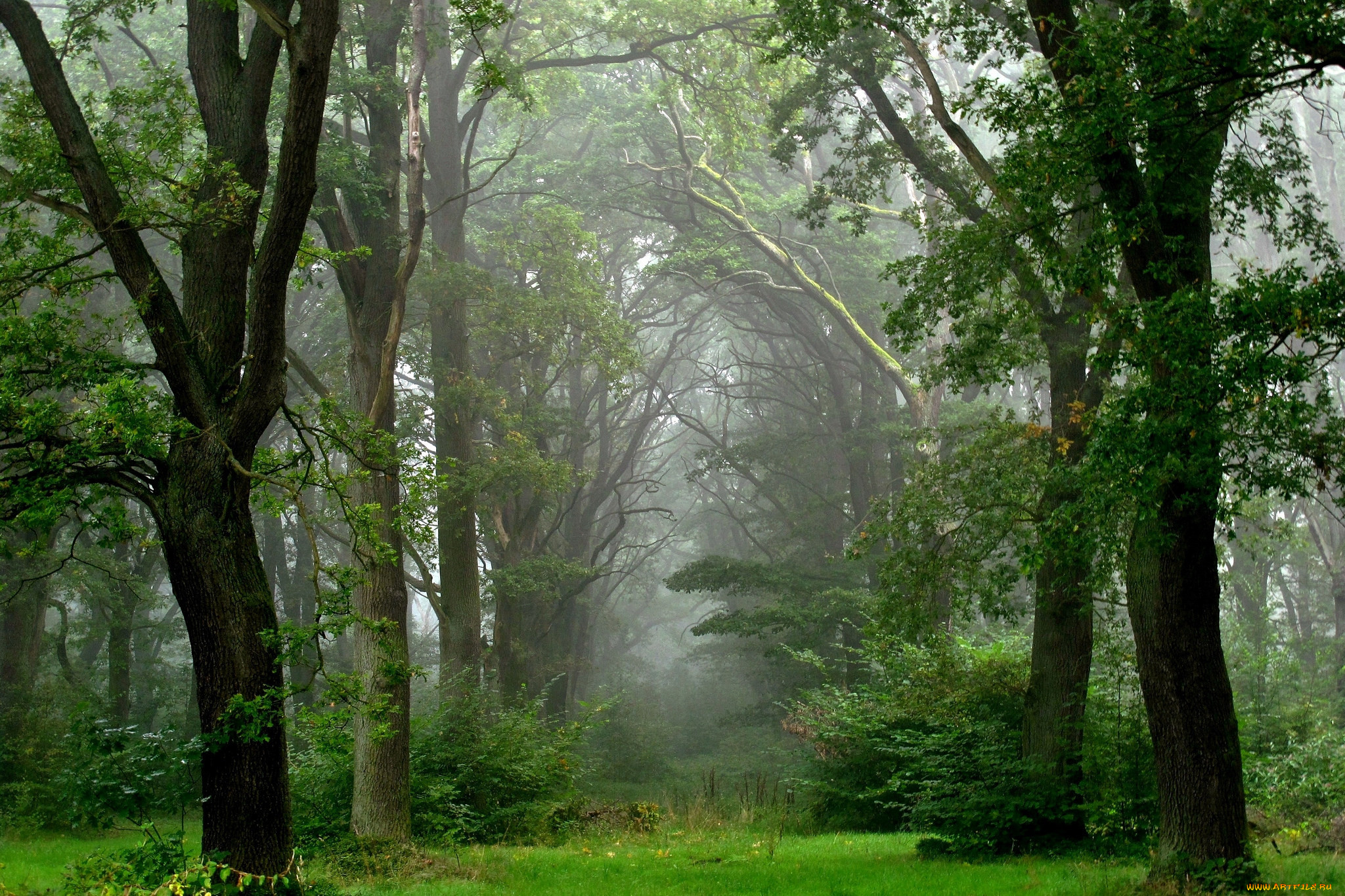 Зеленый юнец. Беловежская пуща деревья. Дождь в лесу. Лес после дождя. Дождливый лес.