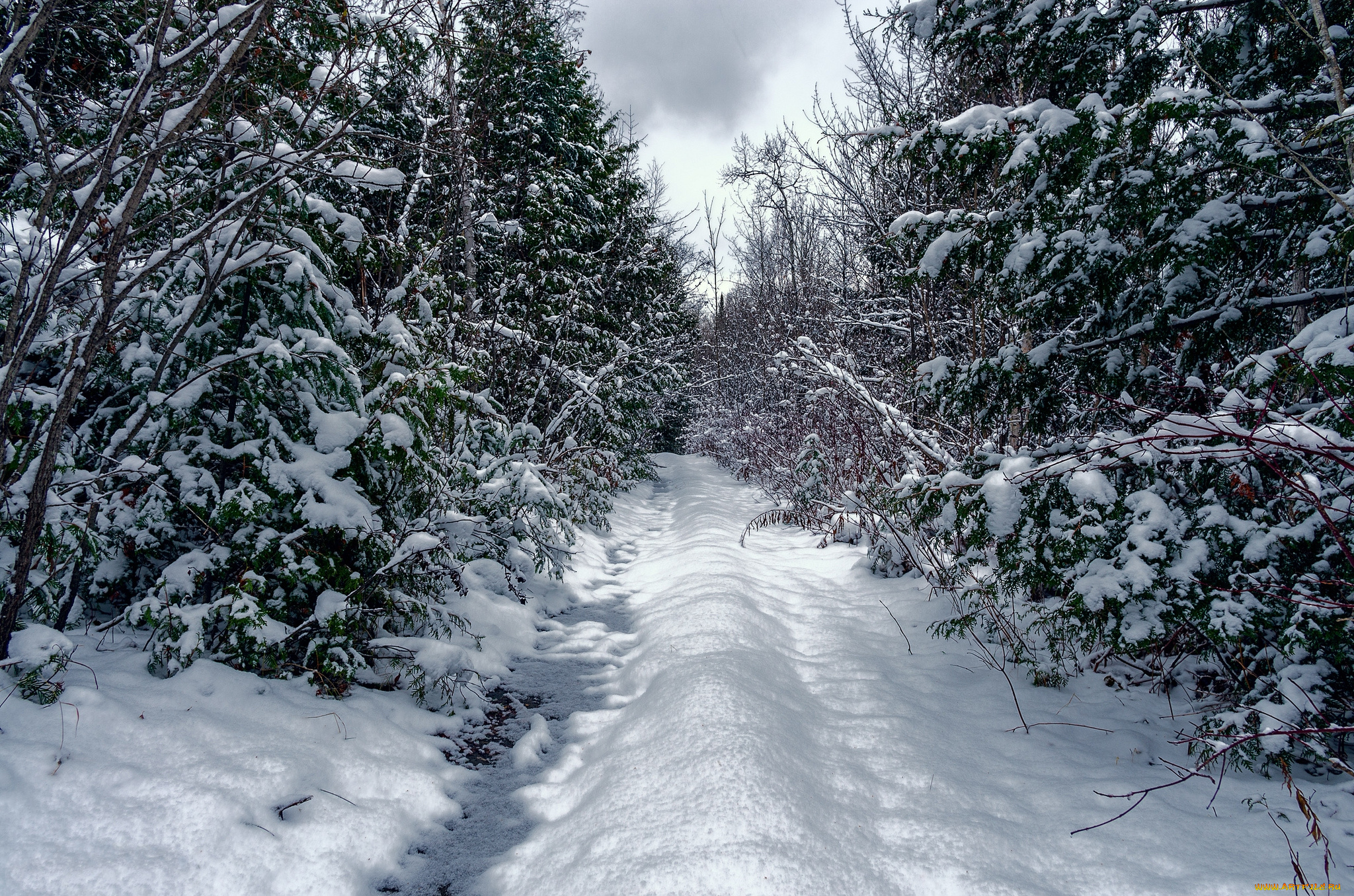 природа, зима, лес, снег