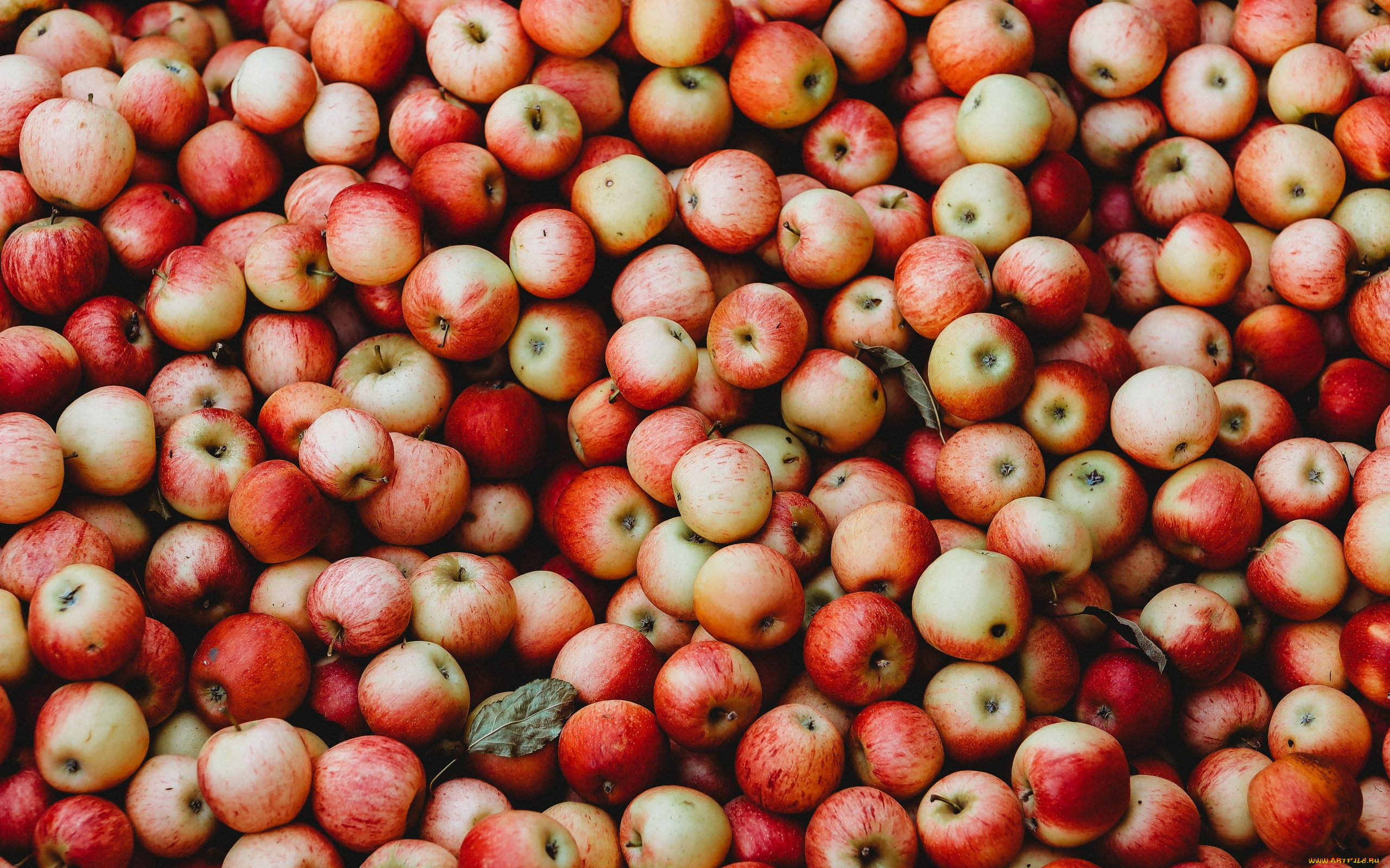 еда, яблоки, урожай, много