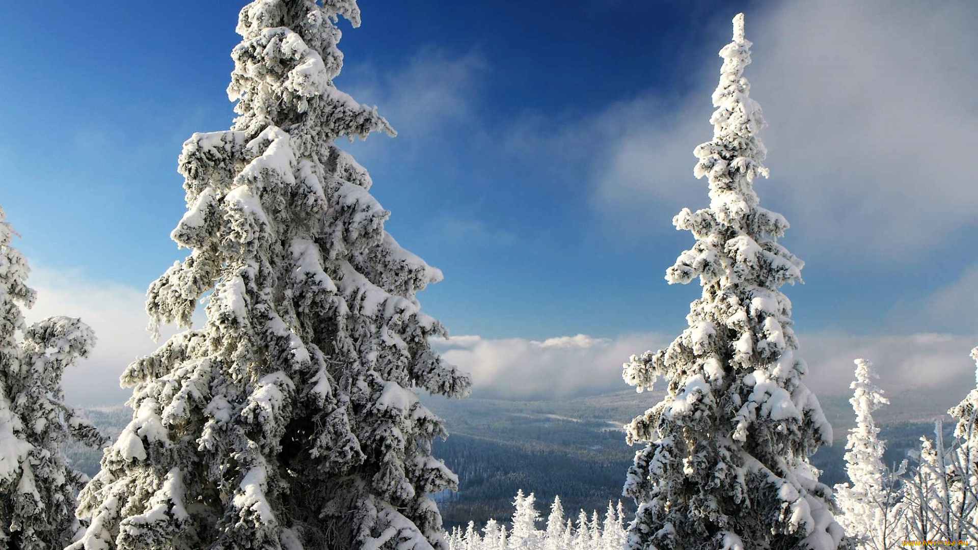 природа, зима, деревья, лес, снег, небо