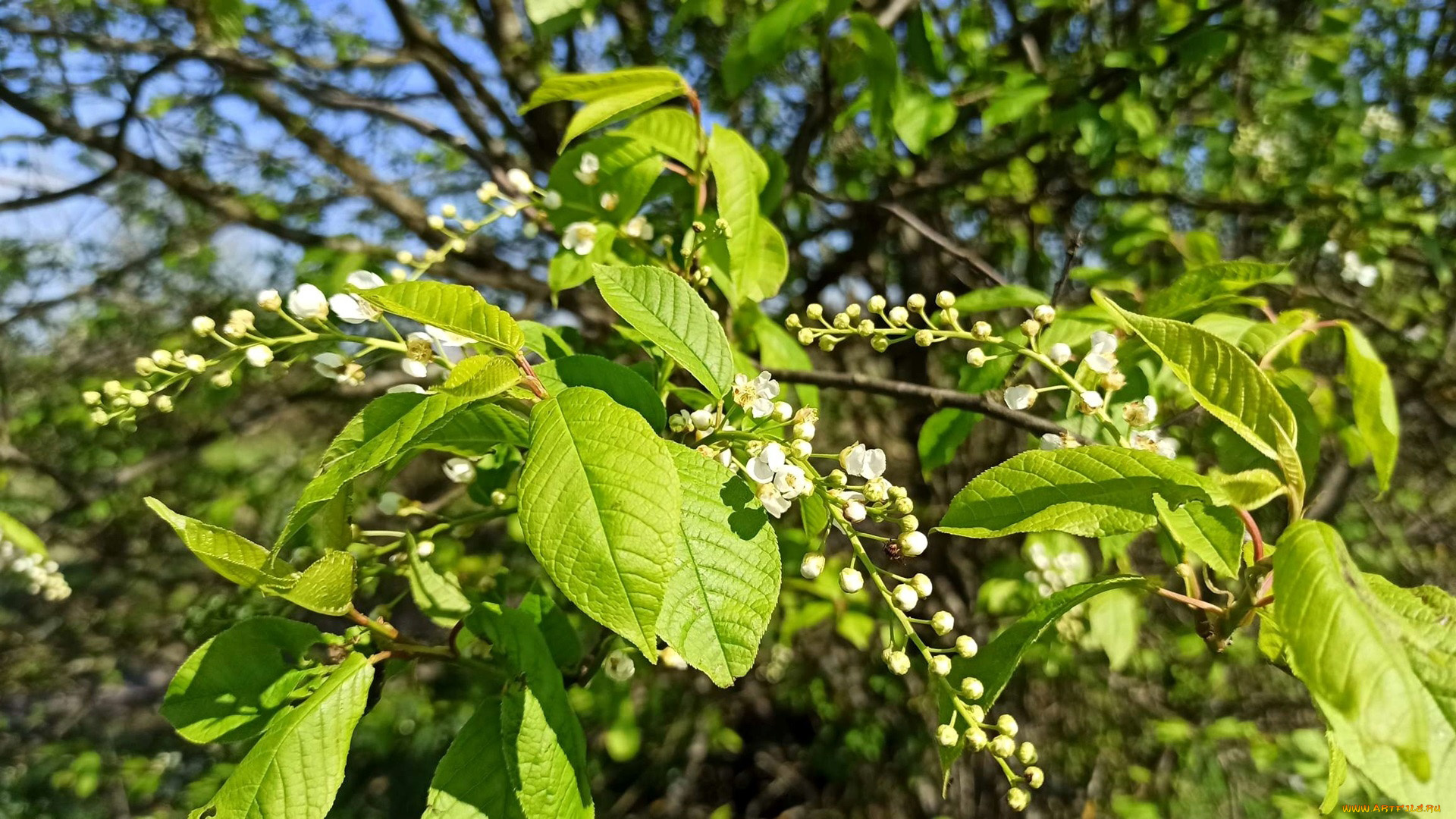 цветы, черемуха, весна, куст