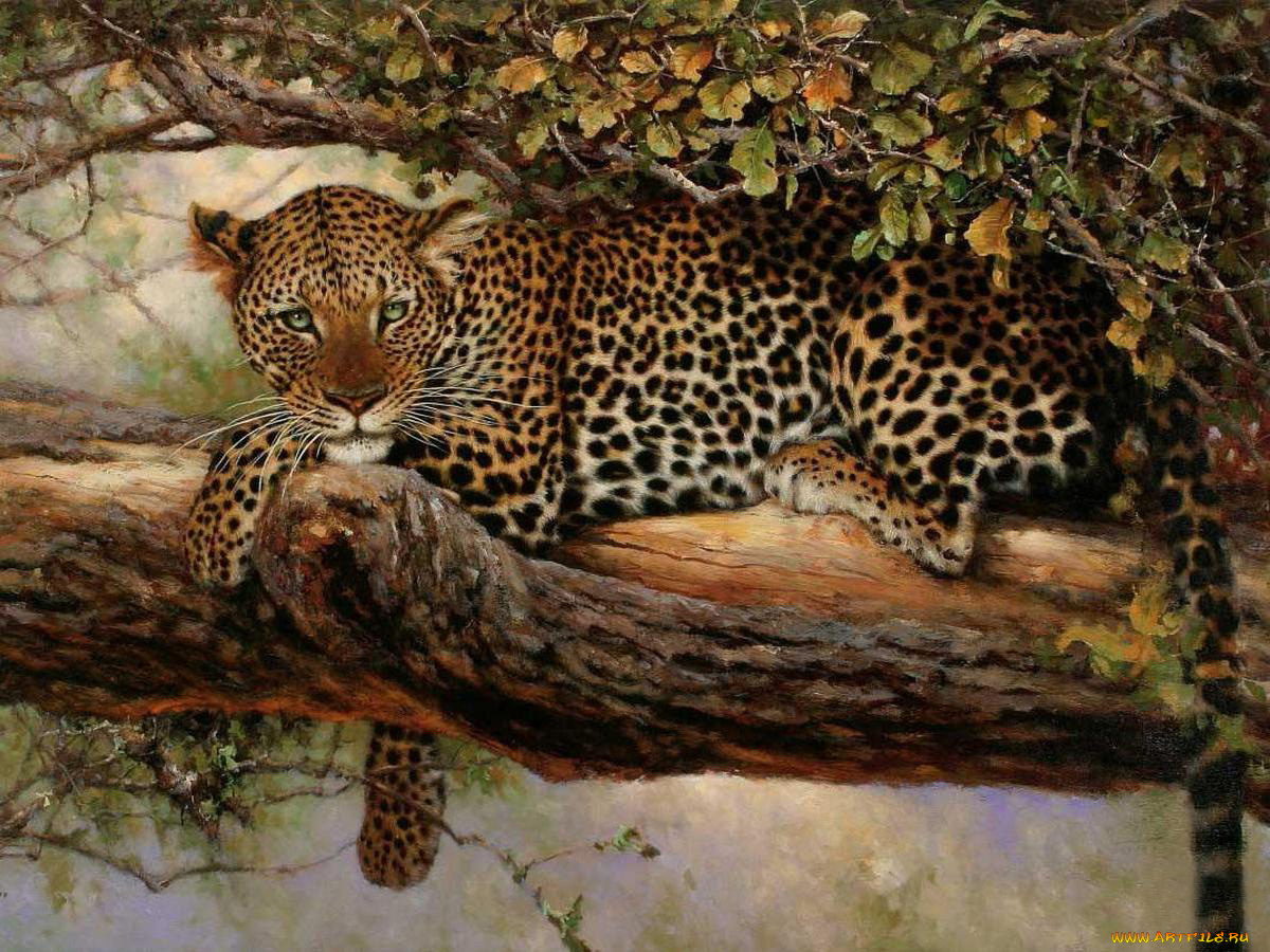 рисованные, животные, леопард, дерево